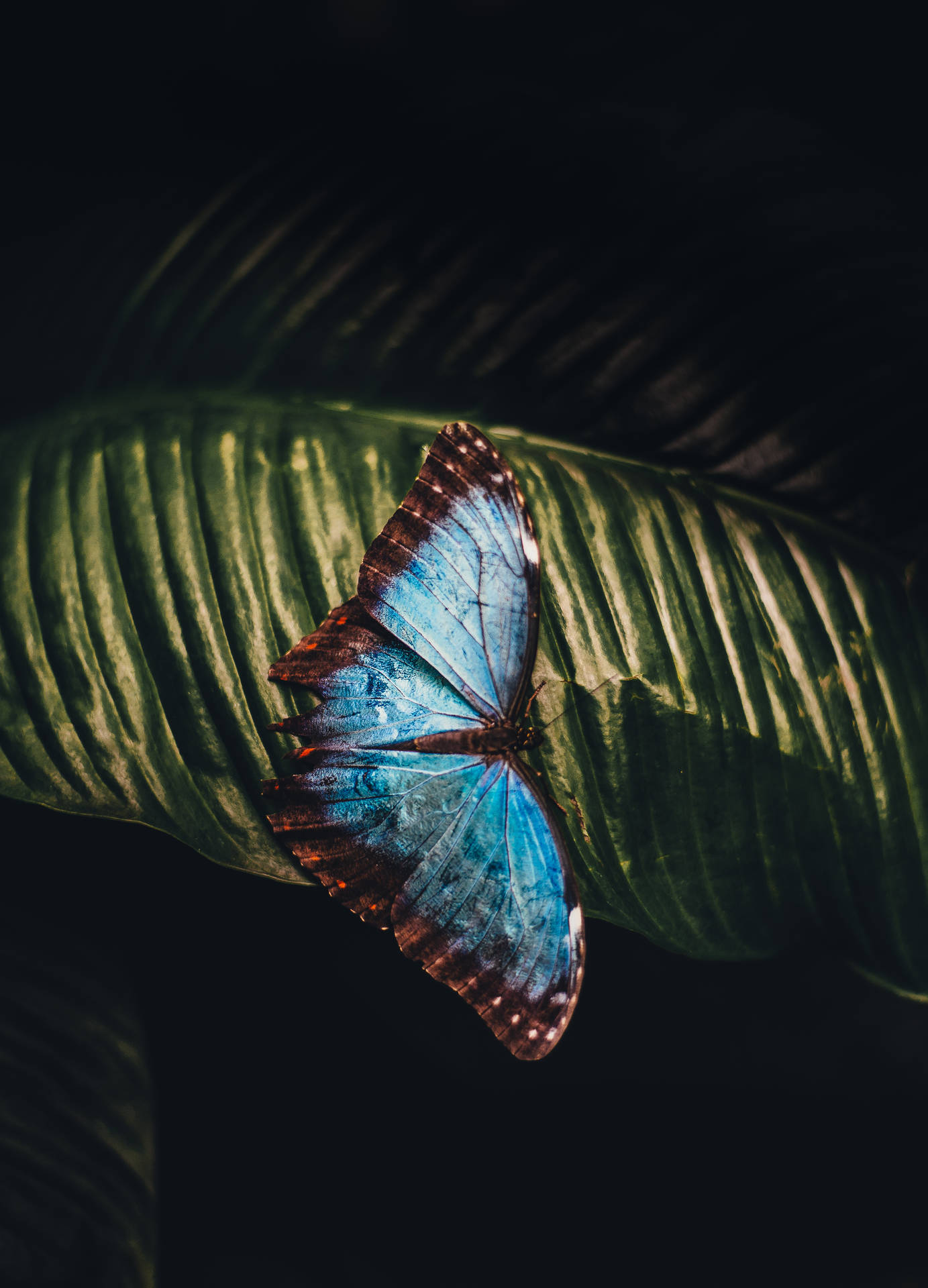 Blue Butterfly 3280X4553 Wallpaper and Background Image