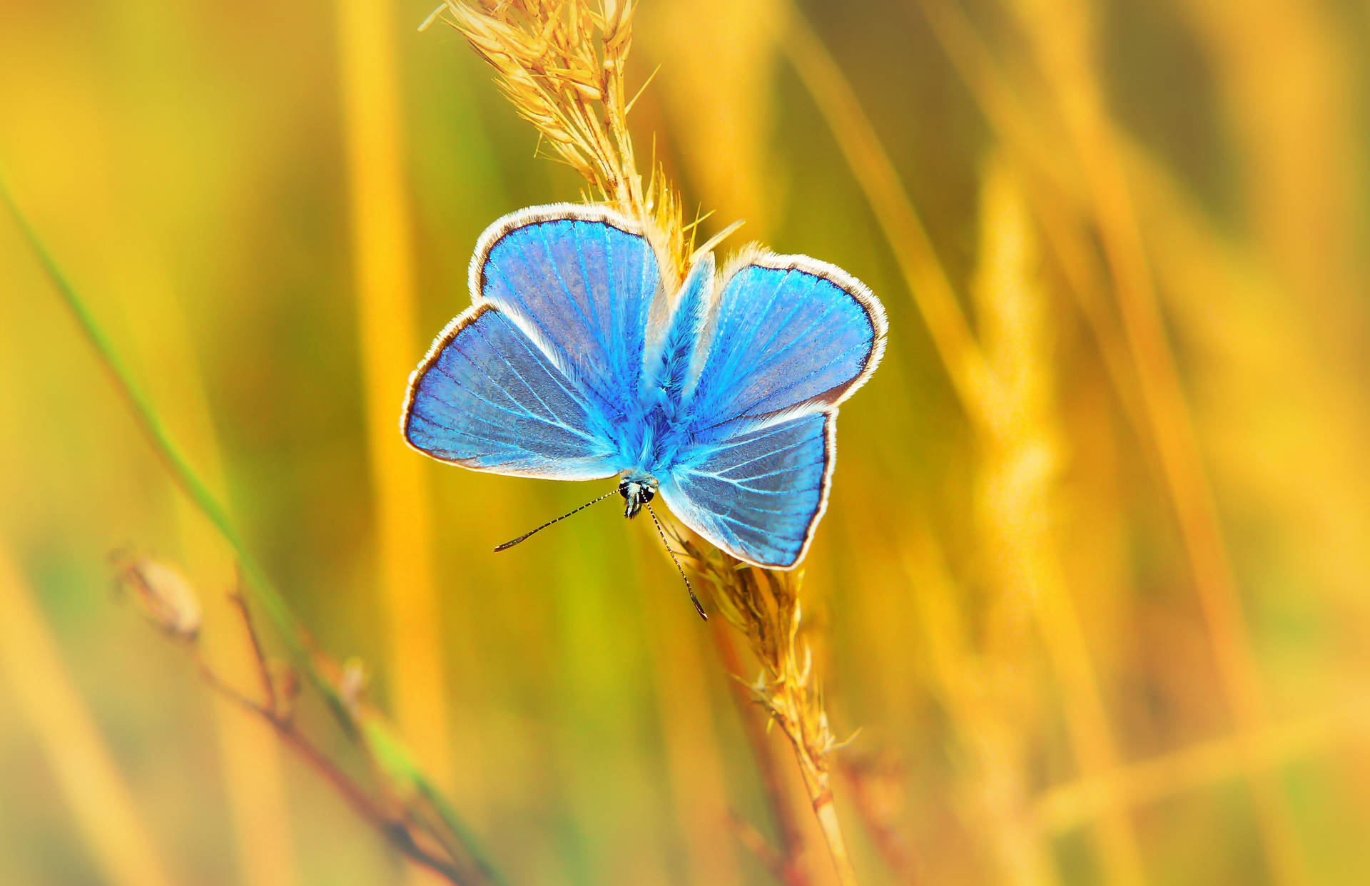 3750X2426 Blue Butterfly Wallpaper and Background