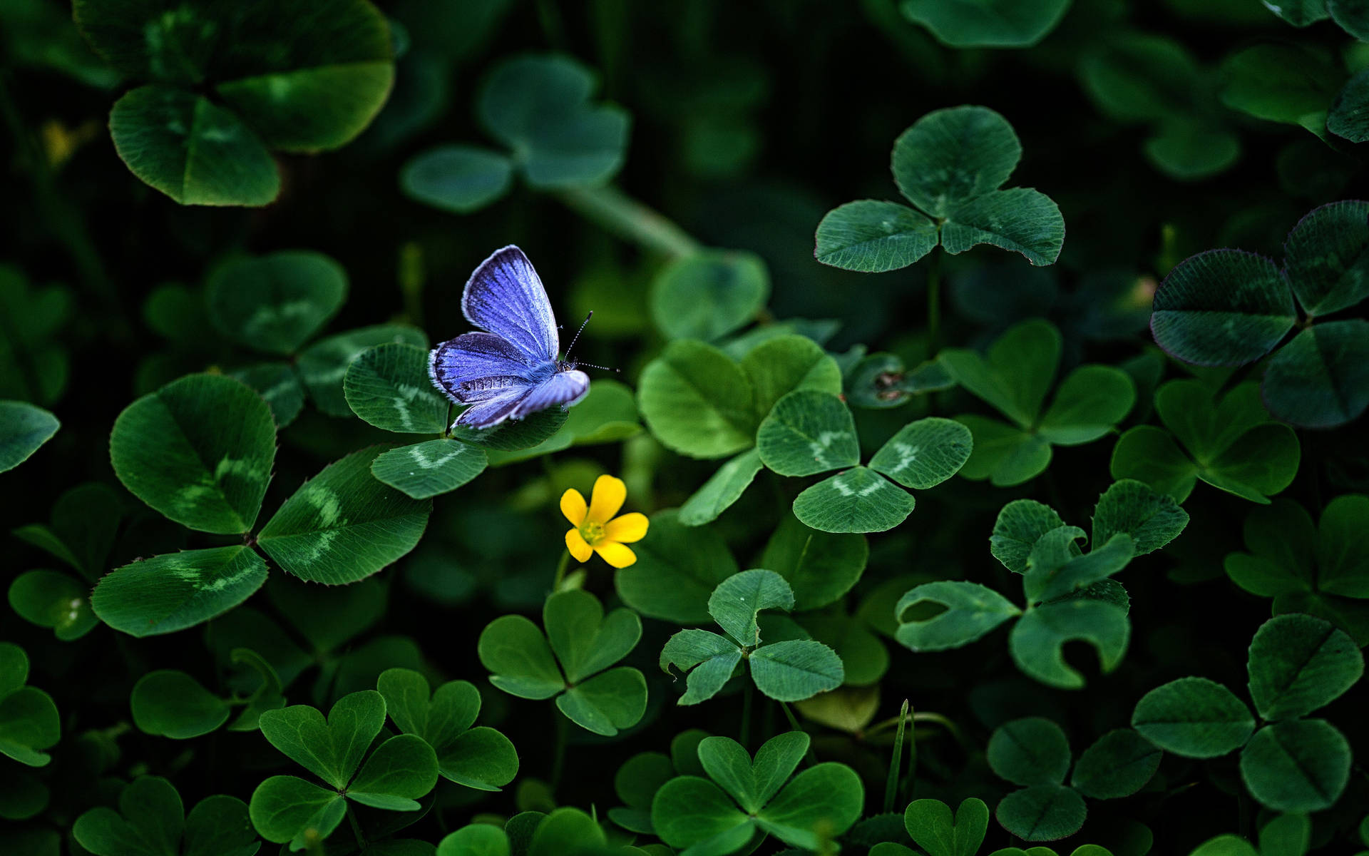 3840X2400 Blue Butterfly Wallpaper and Background