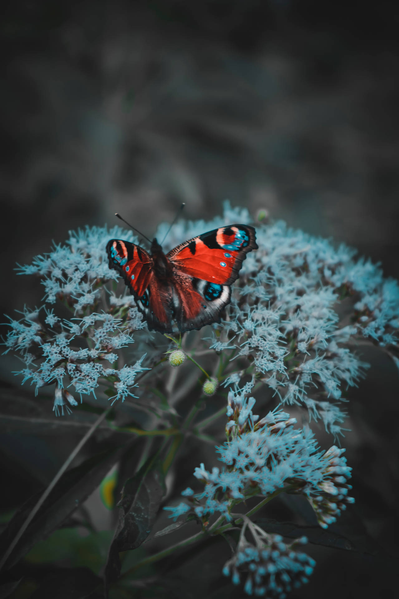 Blue Butterfly 4000X6000 Wallpaper and Background Image