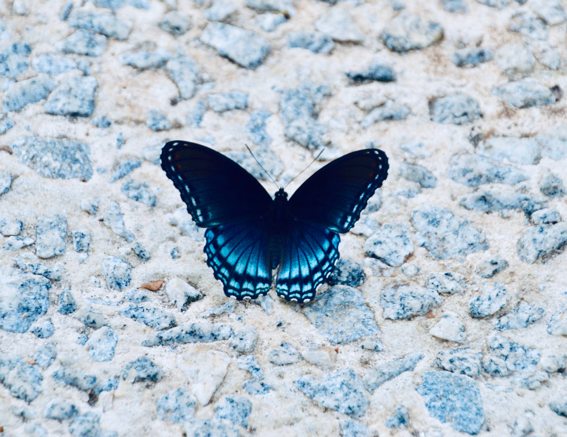 4293X3309 Blue Butterfly Wallpaper and Background