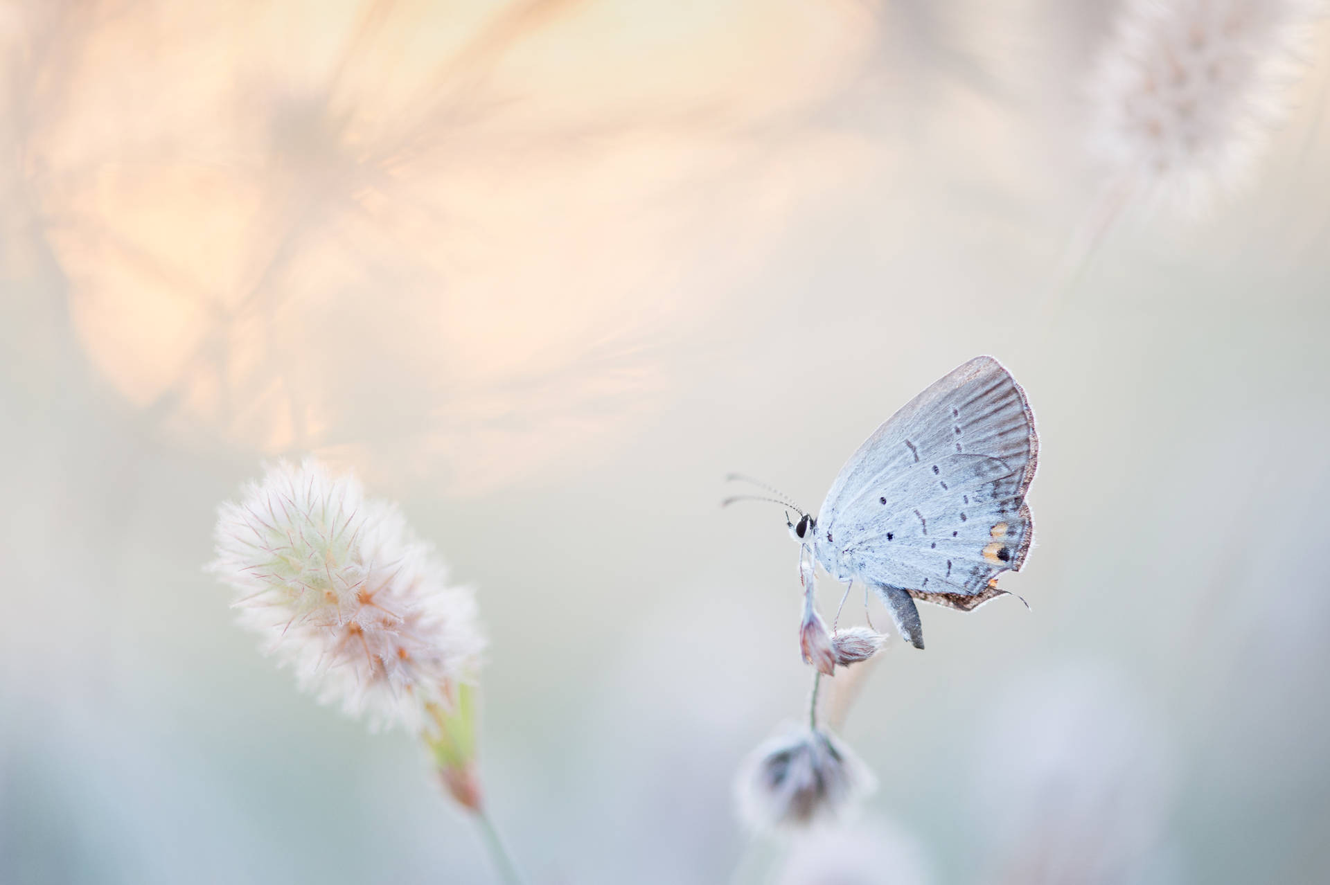 4475X2978 Blue Butterfly Wallpaper and Background