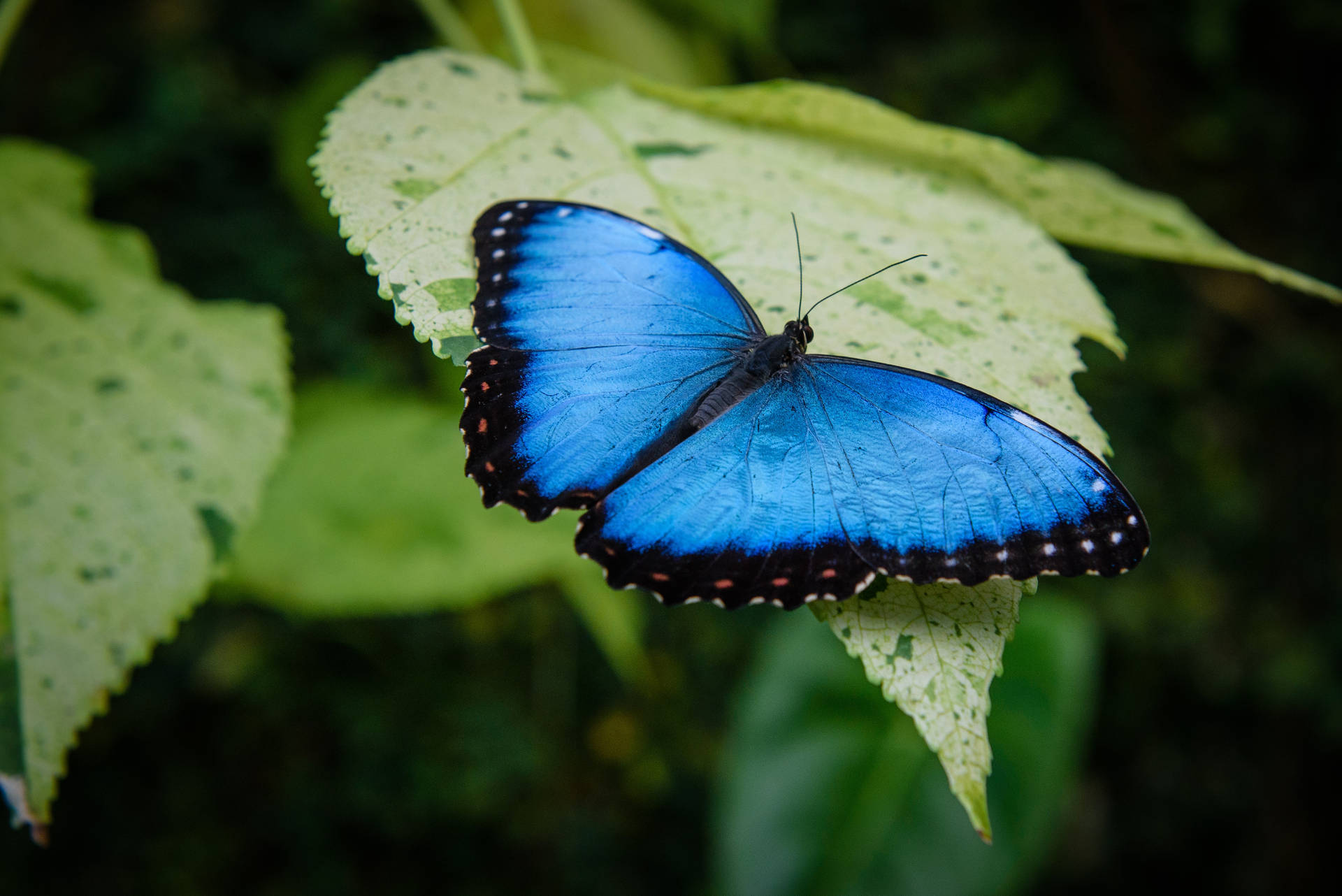 Blue Butterfly 4605X3074 Wallpaper and Background Image