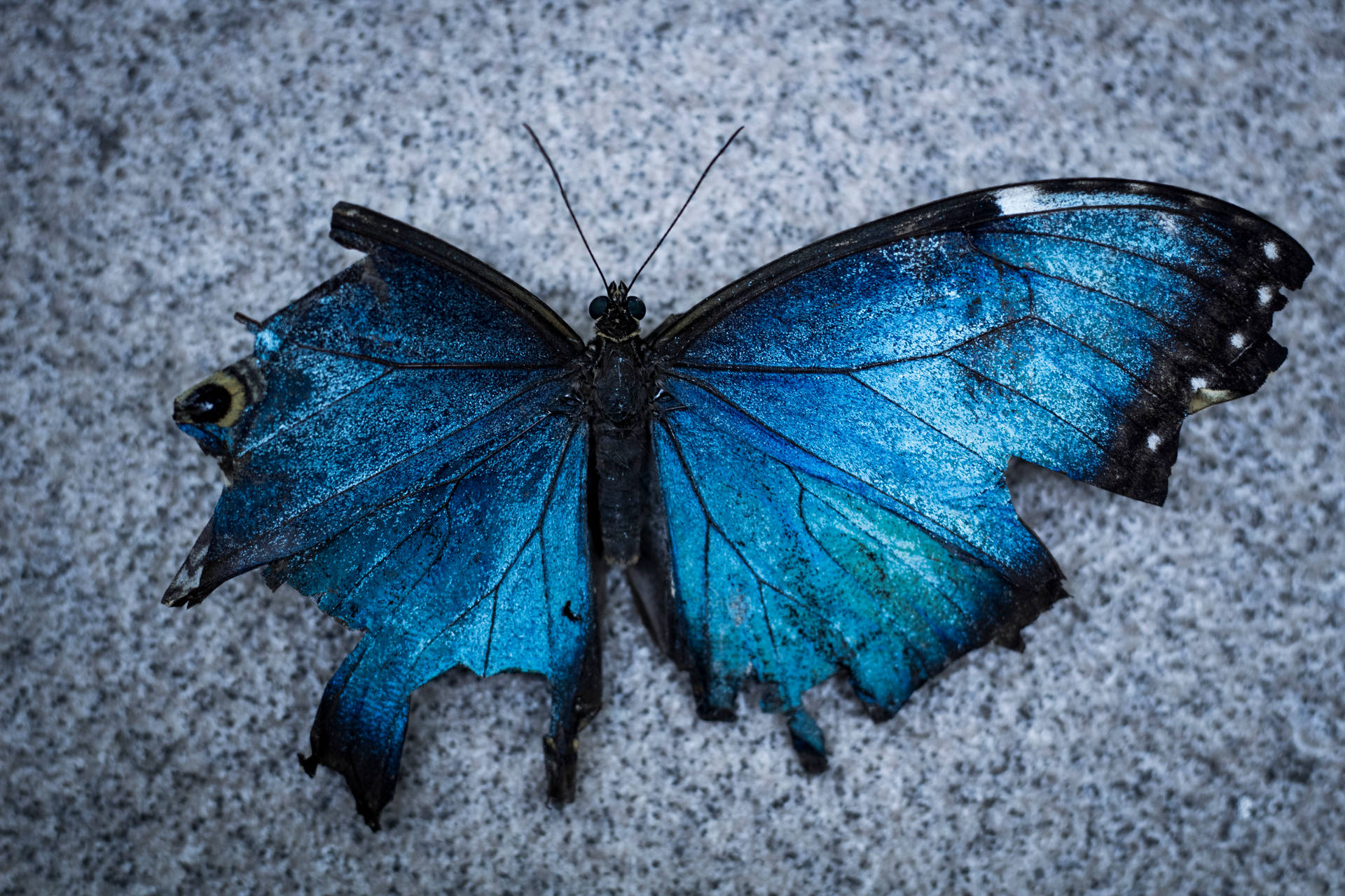 5184X3456 Blue Butterfly Wallpaper and Background
