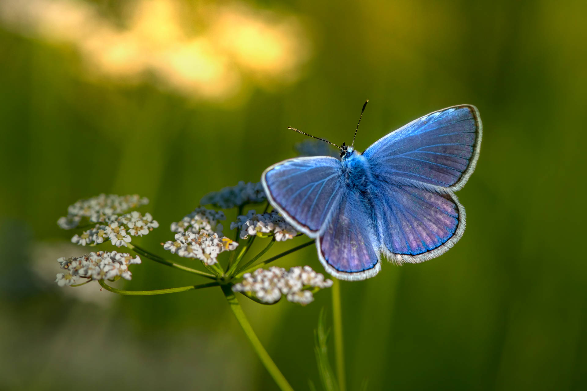 Blue Butterfly 5675X3784 Wallpaper and Background Image