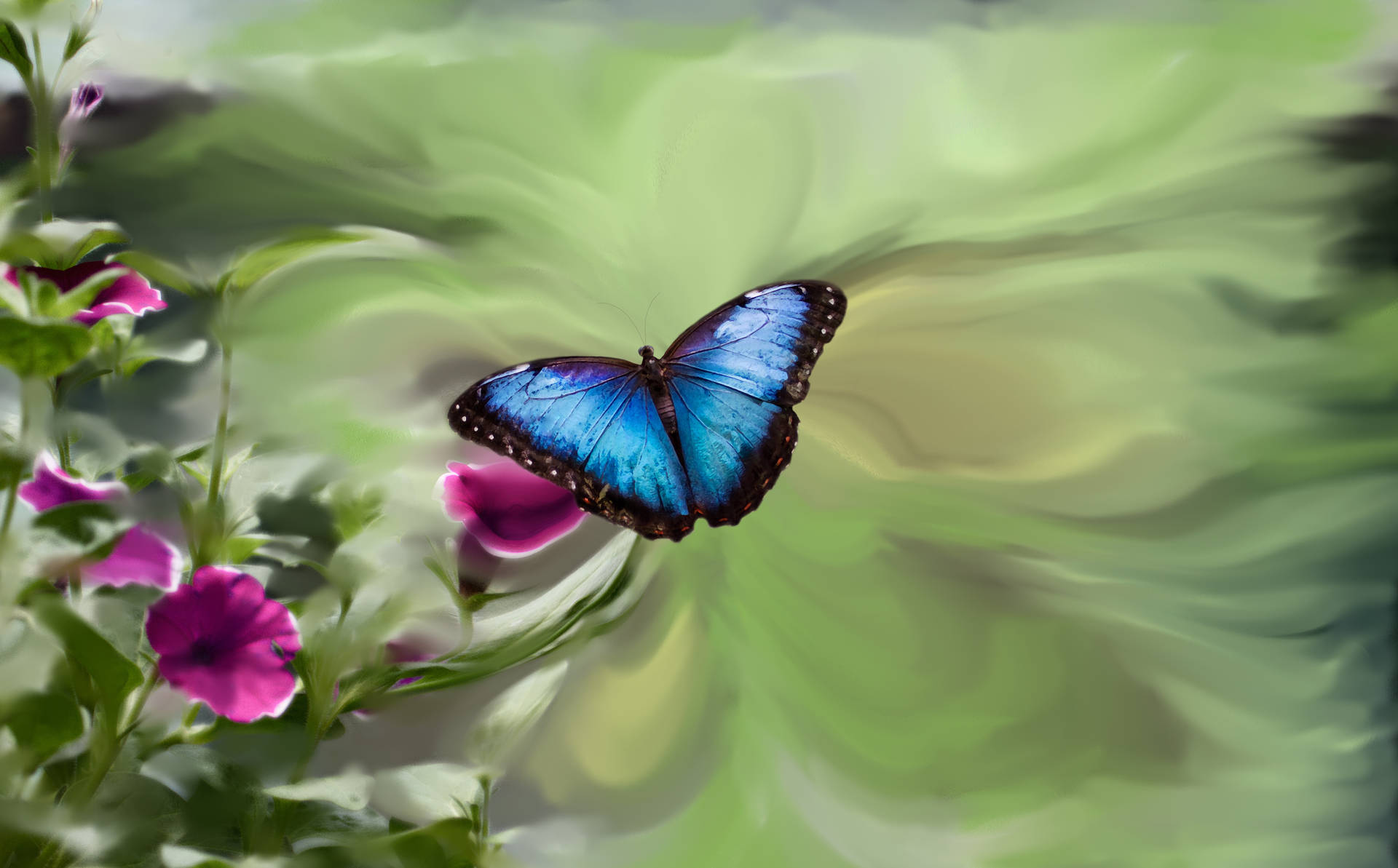 5728X3558 Blue Butterfly Wallpaper and Background