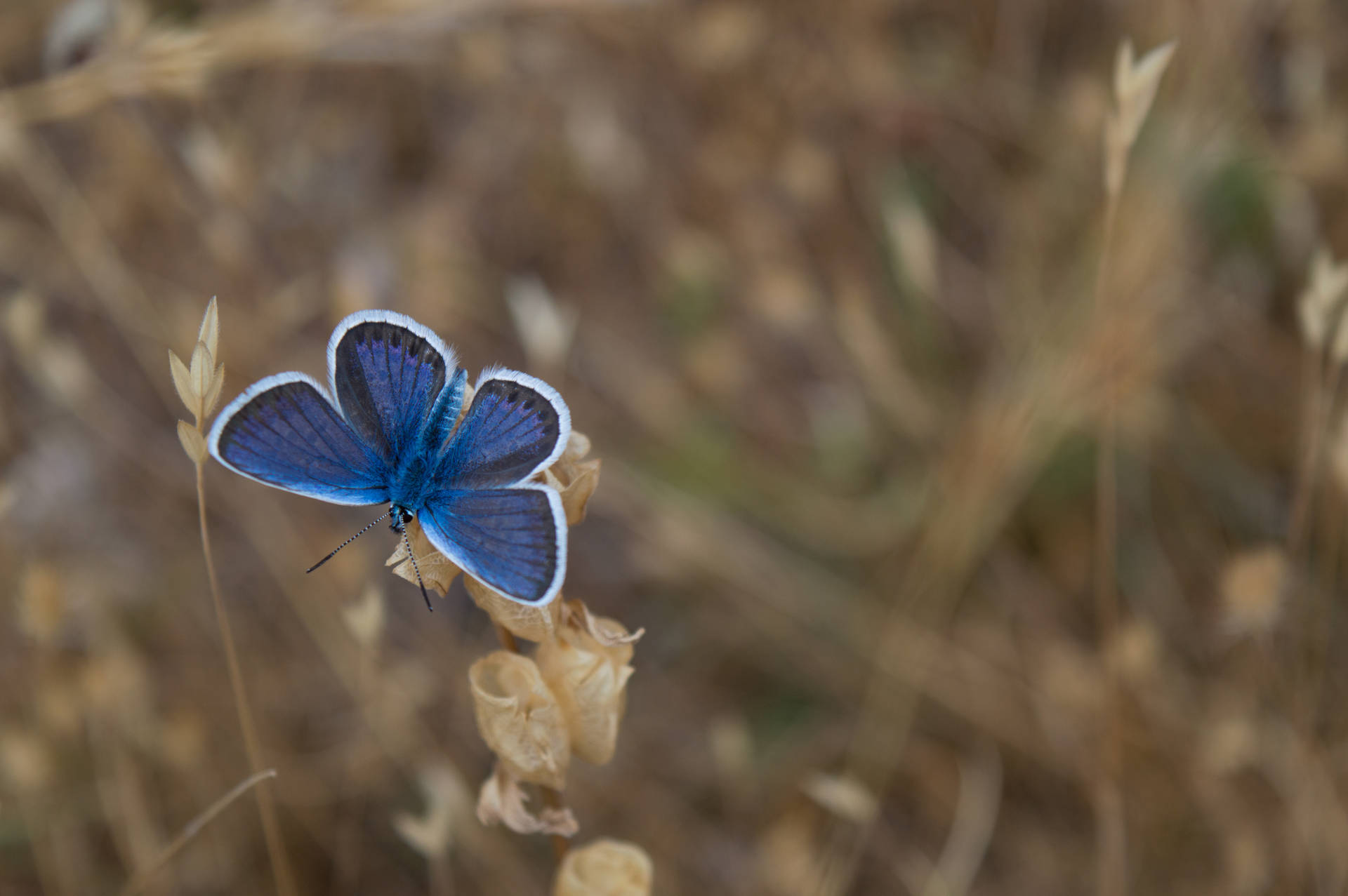 Blue Butterfly 5741X3817 Wallpaper and Background Image