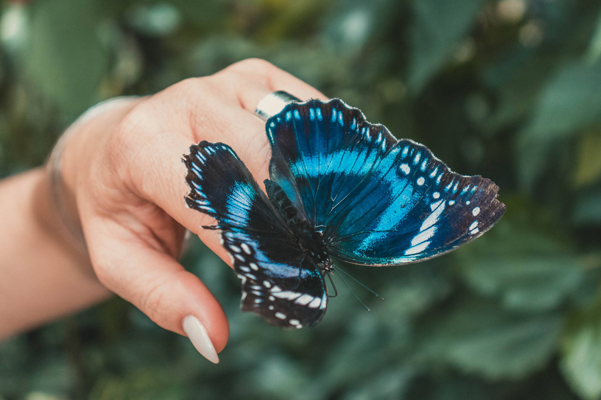 Blue Butterfly 6000X4000 Wallpaper and Background Image