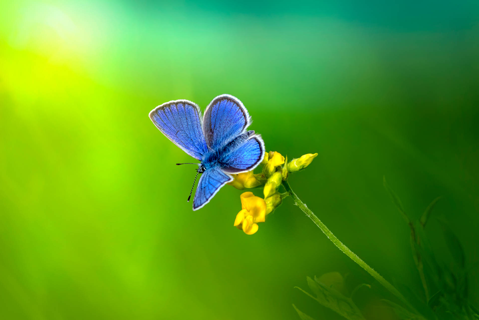 Blue Butterfly 6275X4199 Wallpaper and Background Image