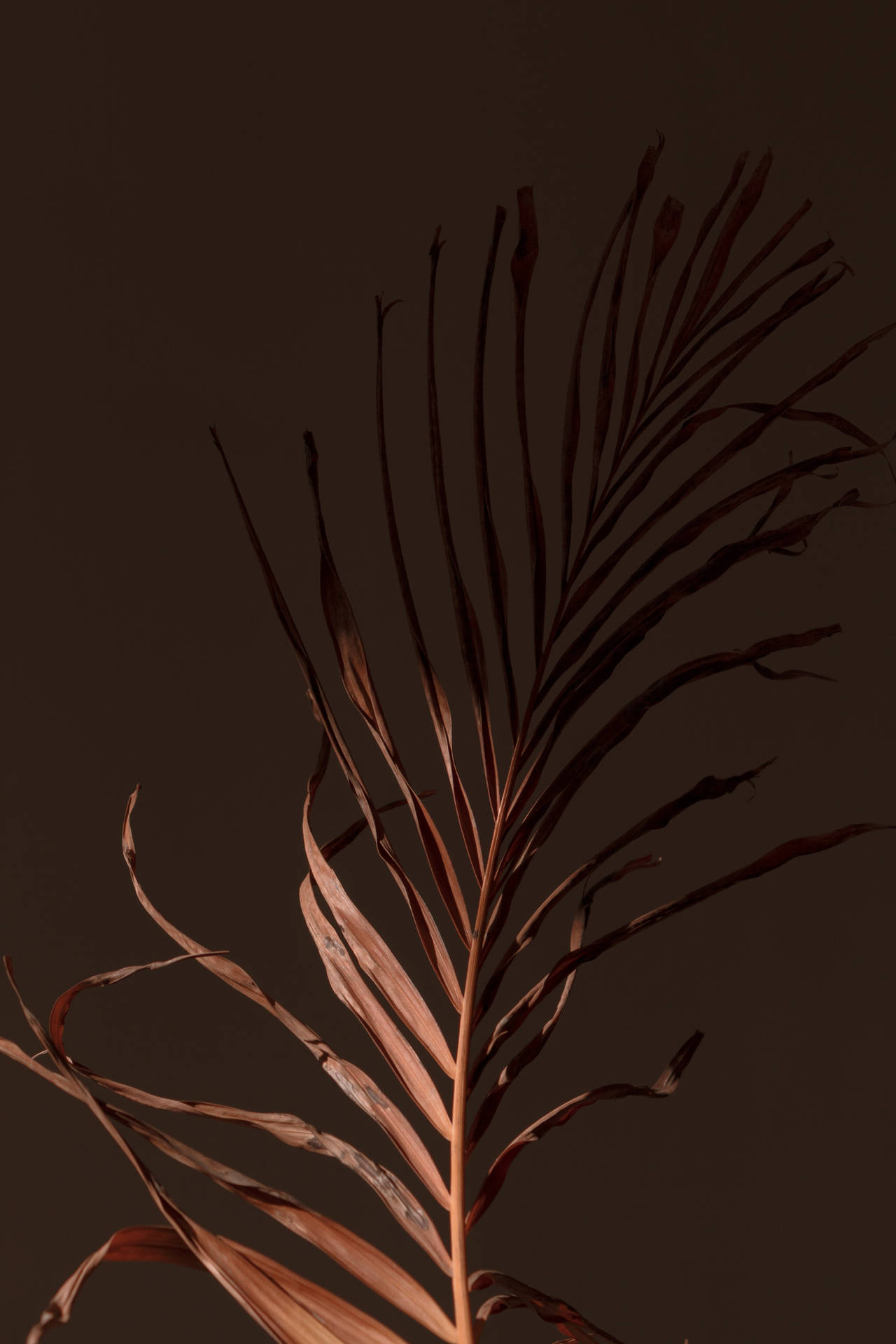 3456X5184 Brown Aesthetic Wallpaper and Background