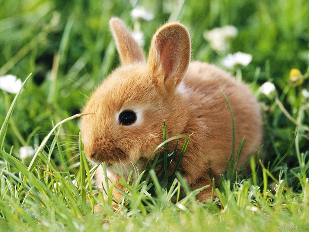 Bunny 1024X768 Wallpaper and Background Image