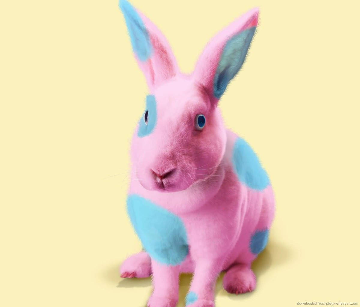 Bunny 1200X1024 Wallpaper and Background Image