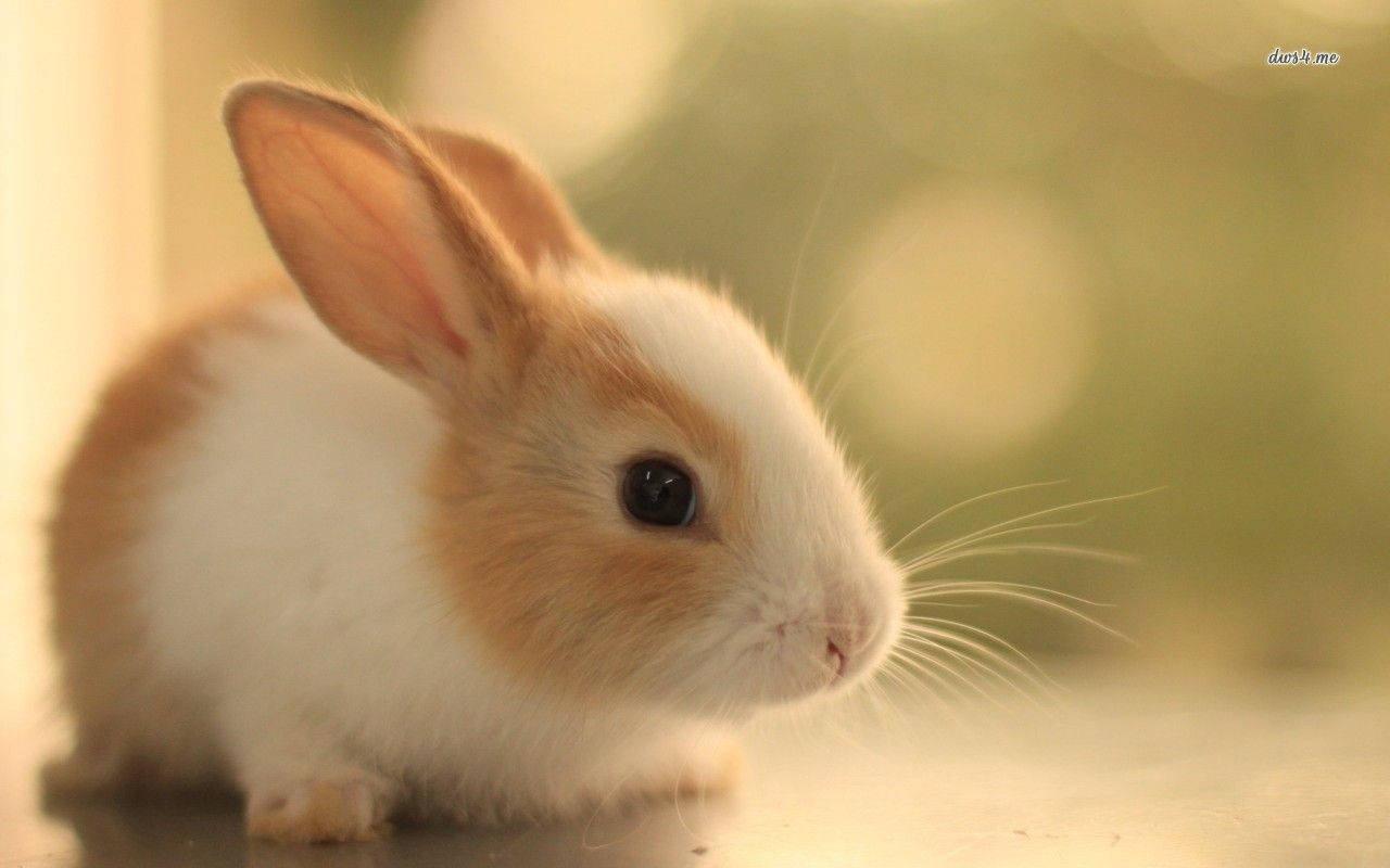 1280X800 Bunny Wallpaper and Background
