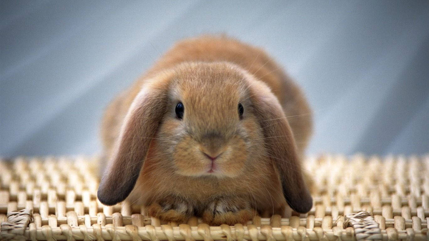 1366X768 Bunny Wallpaper and Background