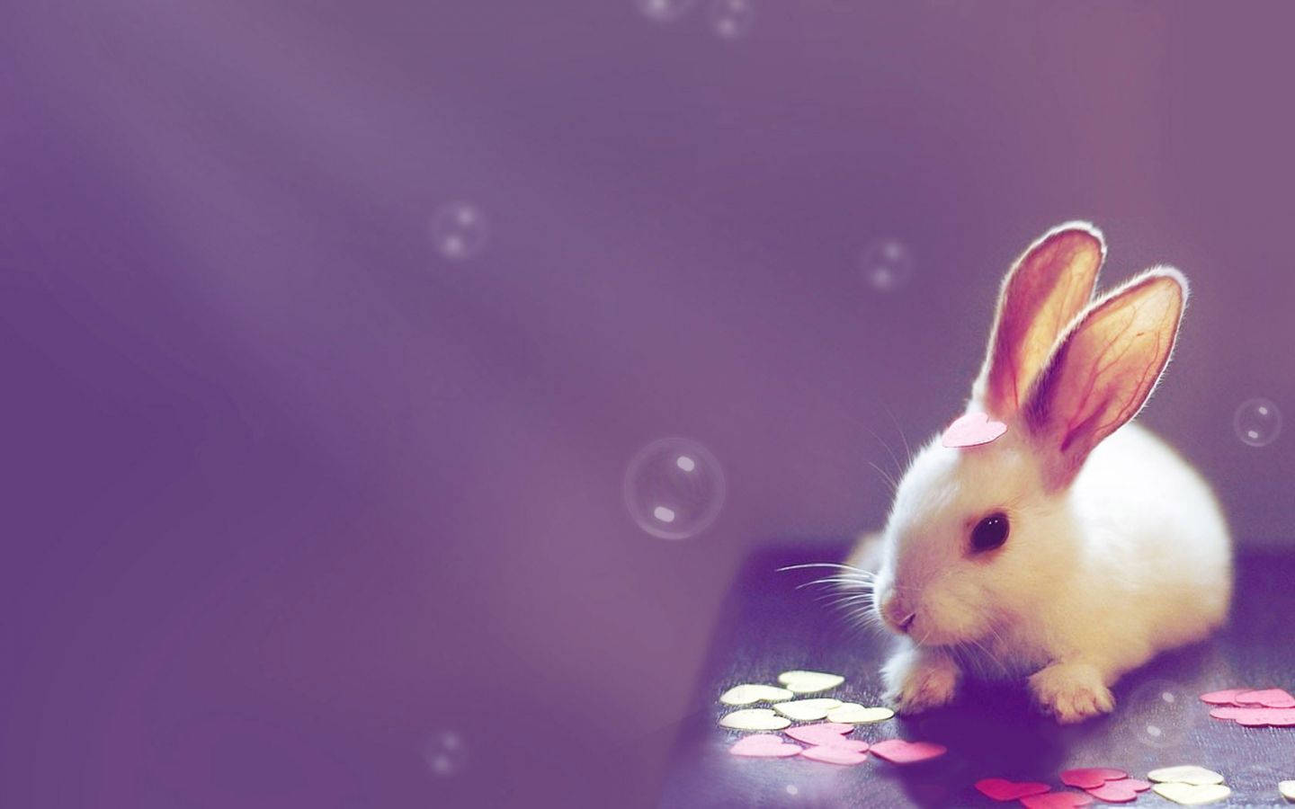 1440X900 Bunny Wallpaper and Background