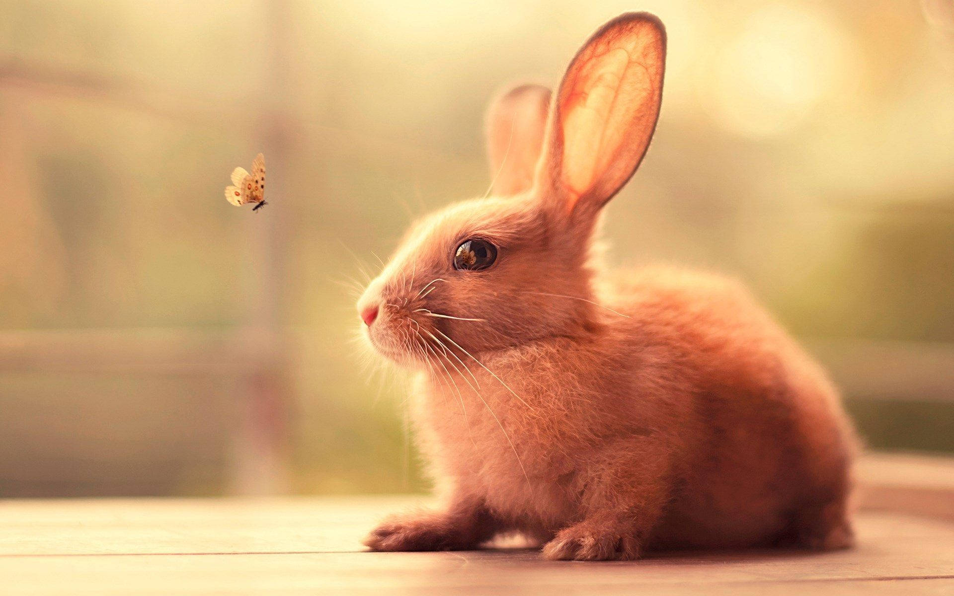 Bunny 1920X1200 Wallpaper and Background Image