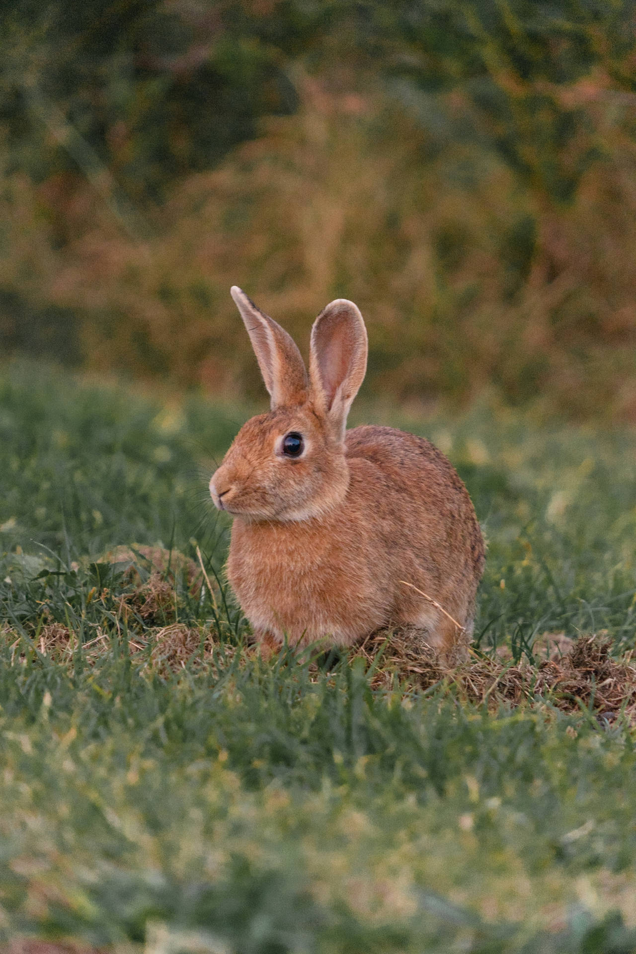 Bunny 2583X3873 Wallpaper and Background Image
