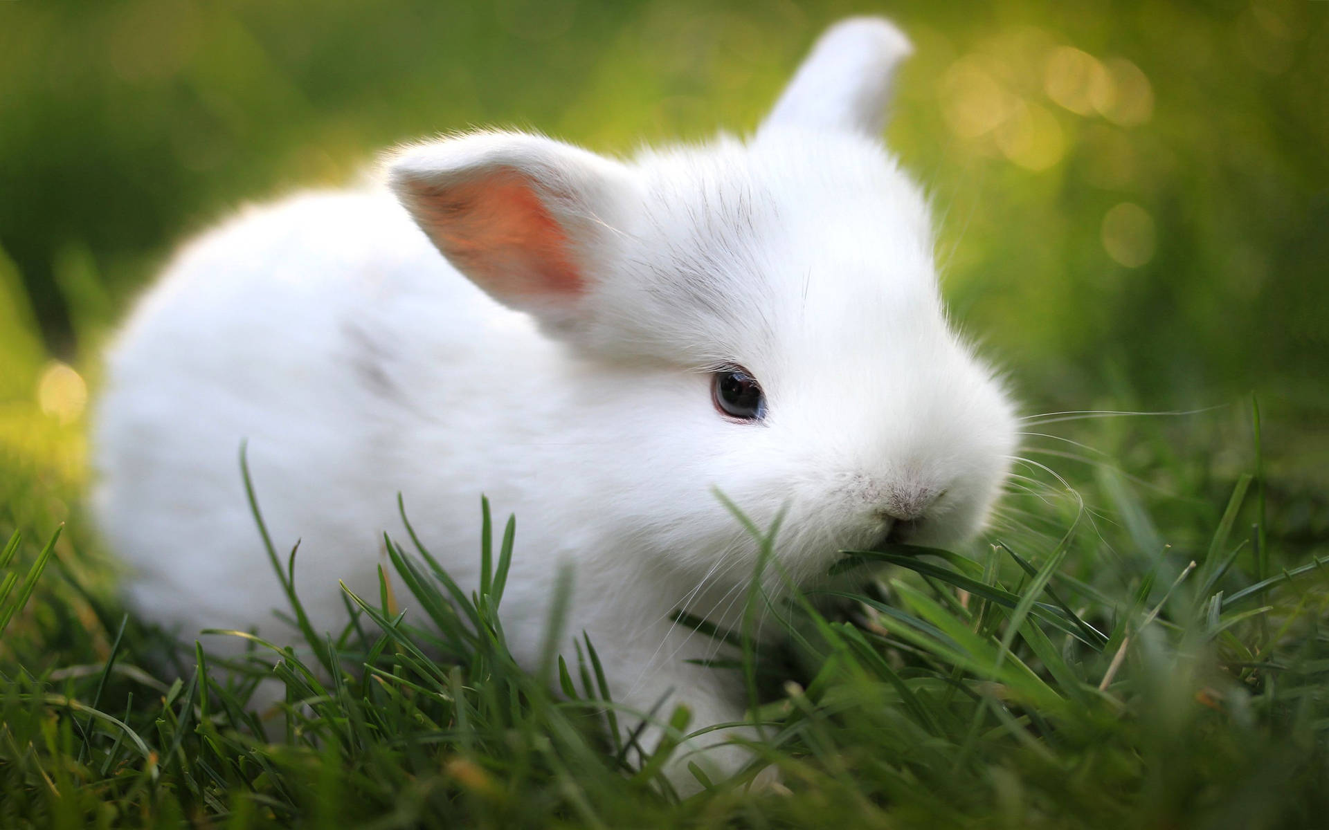 Bunny 2880X1800 Wallpaper and Background Image