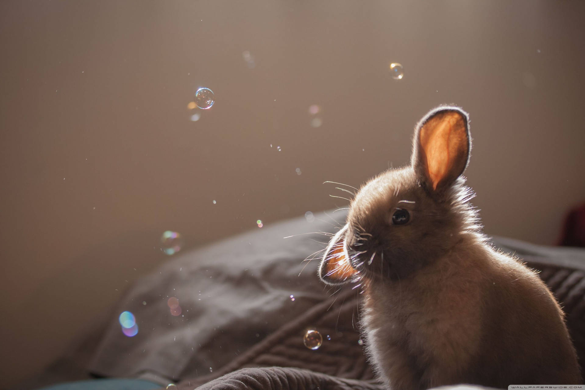 3000X2000 Bunny Wallpaper and Background