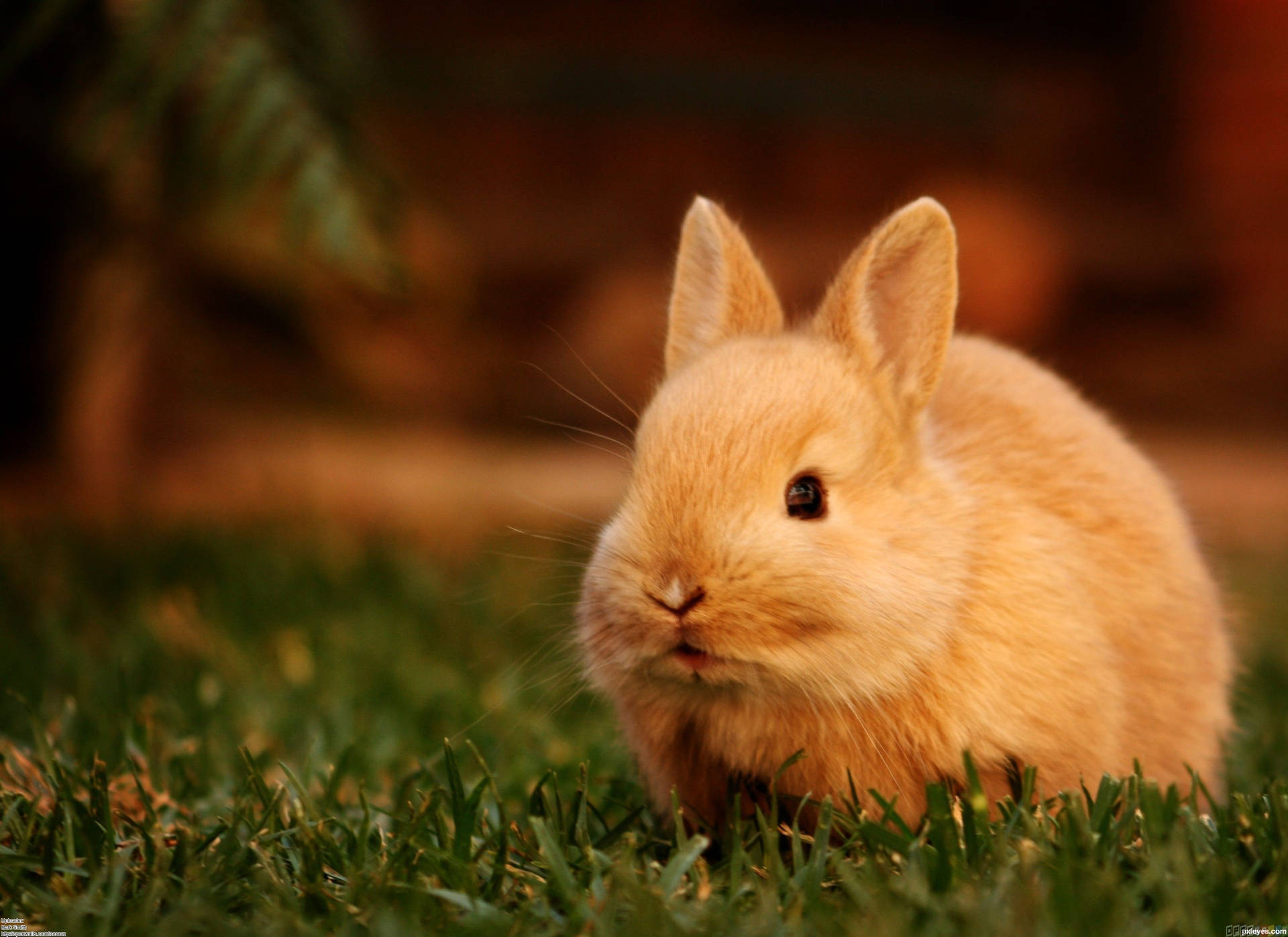 Bunny 3126X2274 Wallpaper and Background Image