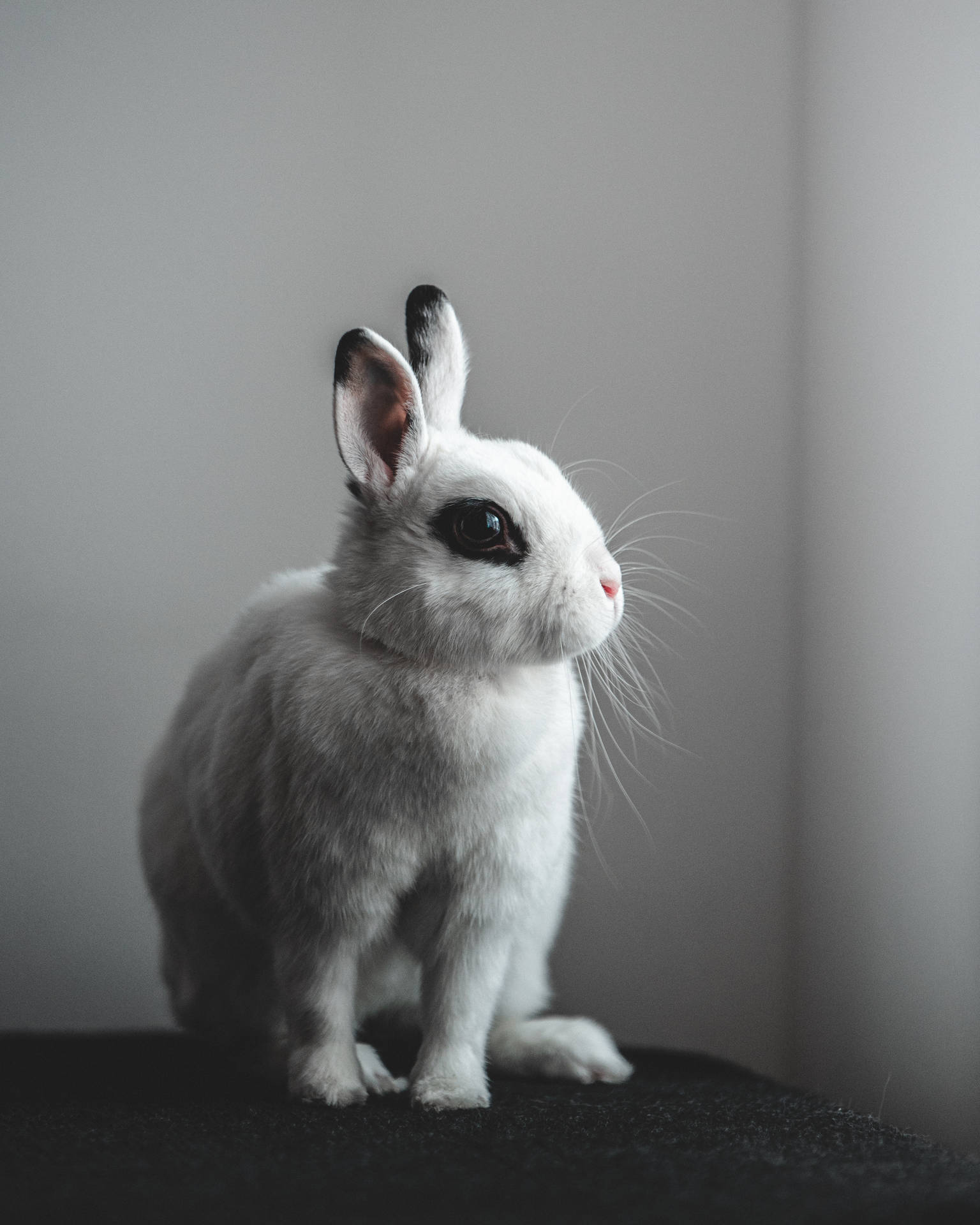 Bunny 3542X4427 Wallpaper and Background Image