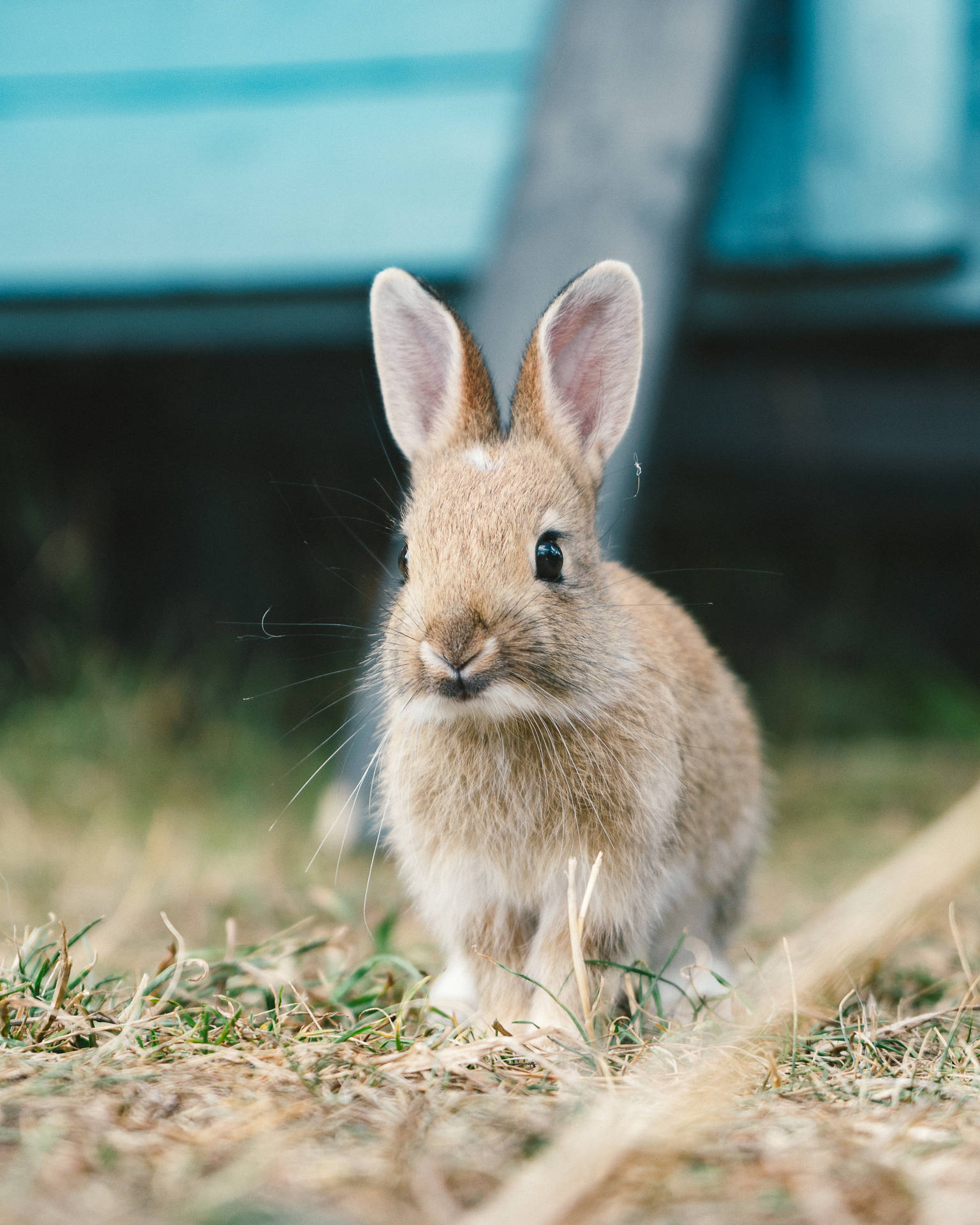 3820X4775 Bunny Wallpaper and Background