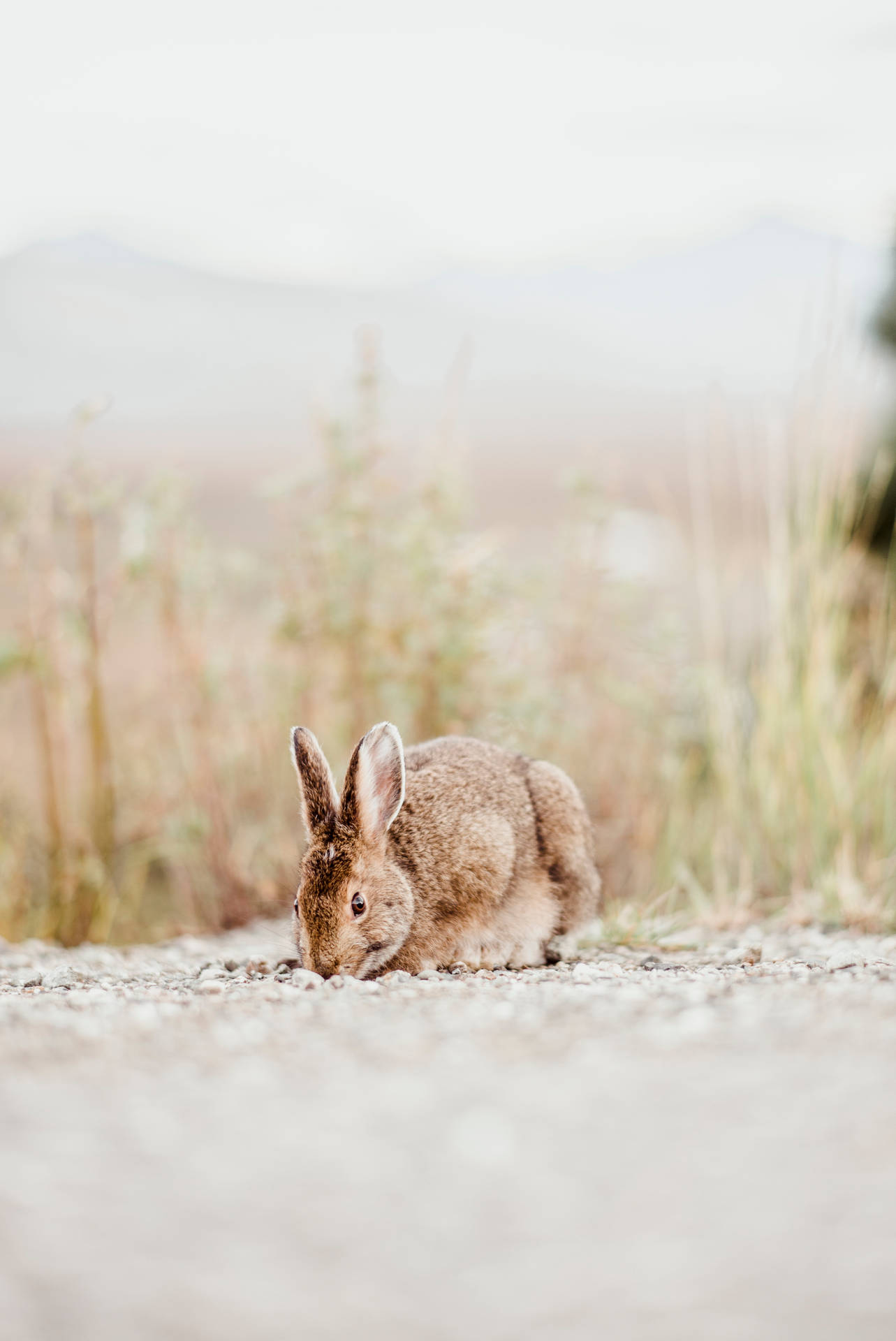 Bunny 3860X5778 Wallpaper and Background Image