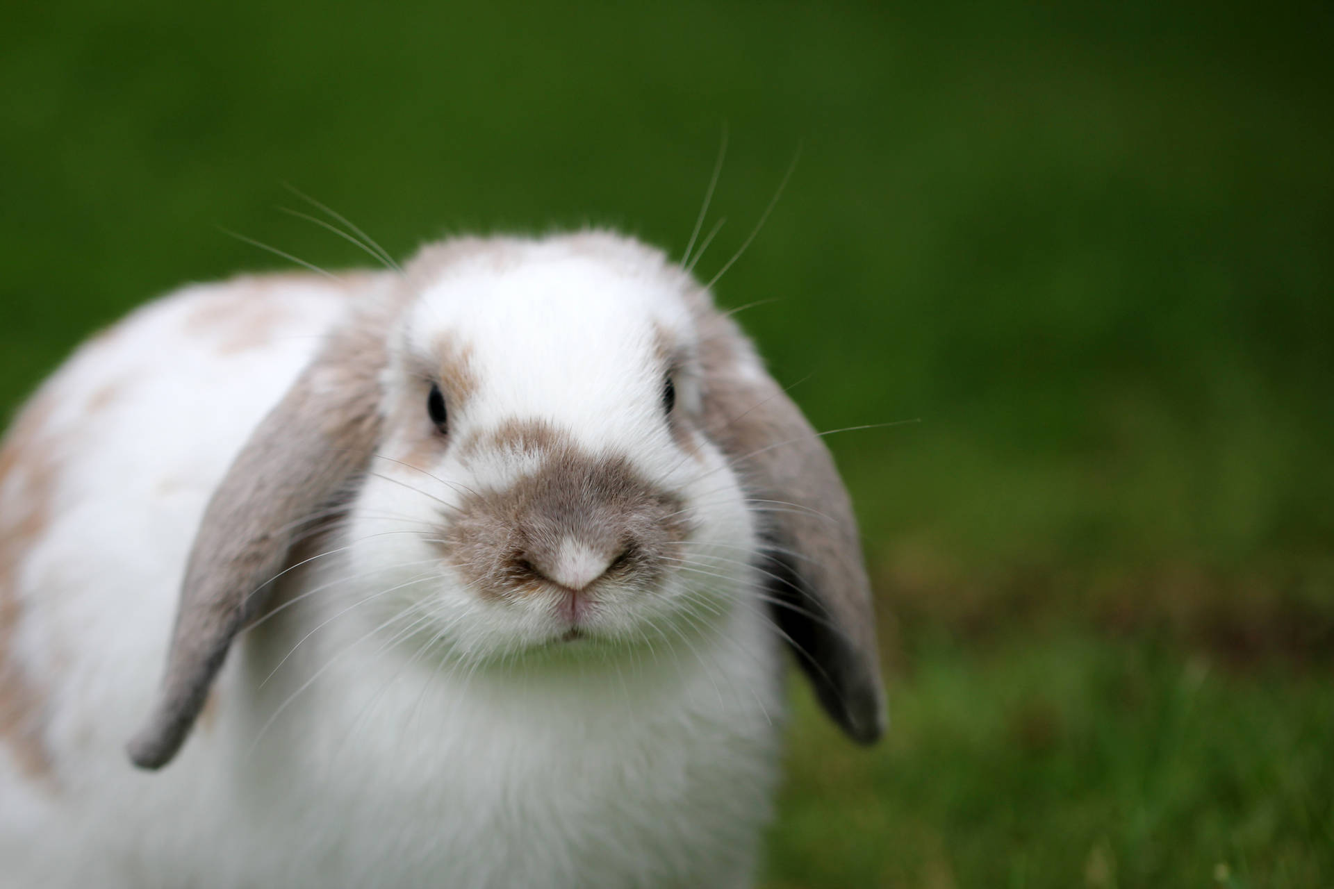 5184X3456 Bunny Wallpaper and Background