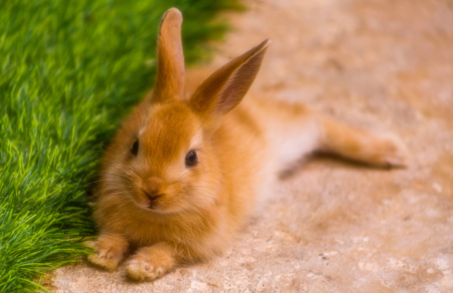 5568X3600 Bunny Wallpaper and Background