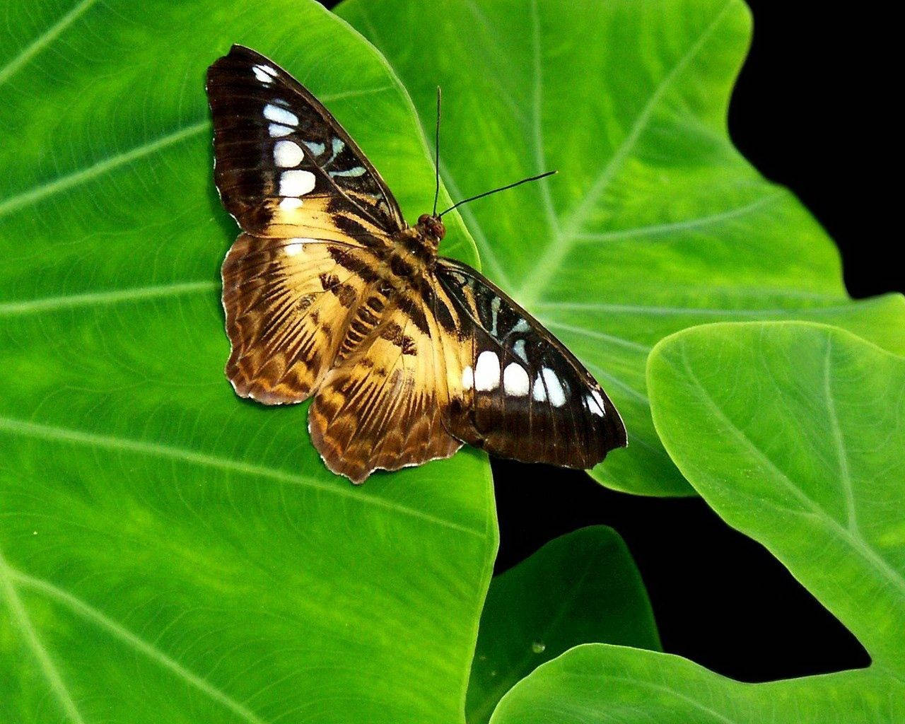 1280X1024 Butterfly Wallpaper and Background