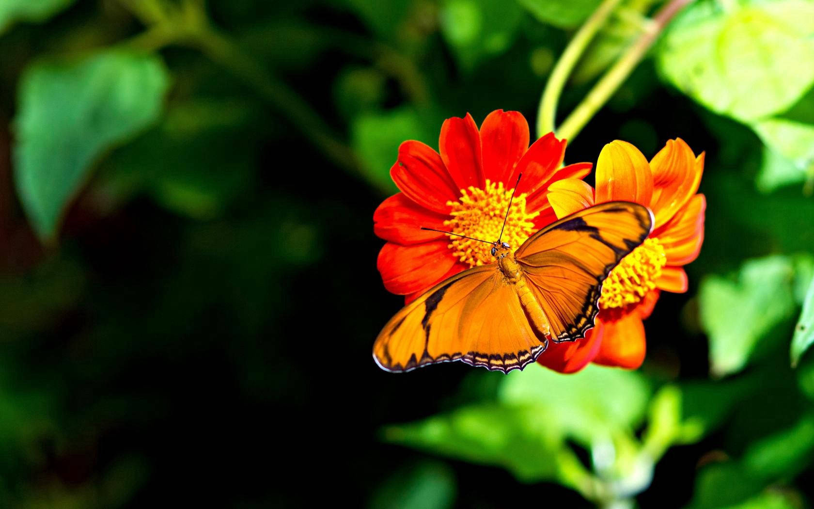 Butterfly 1680X1050 Wallpaper and Background Image