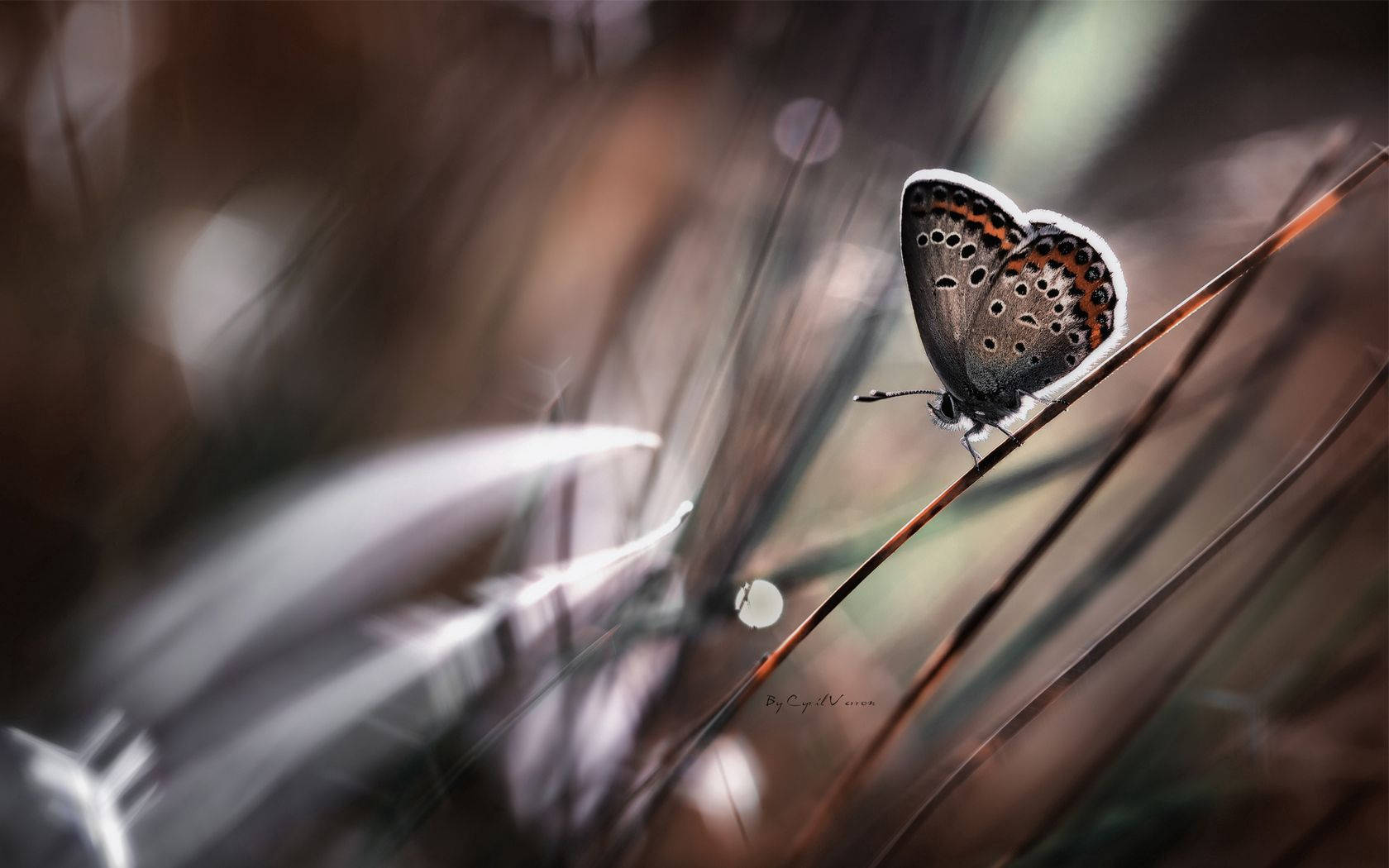 Butterfly 1680X1050 Wallpaper and Background Image
