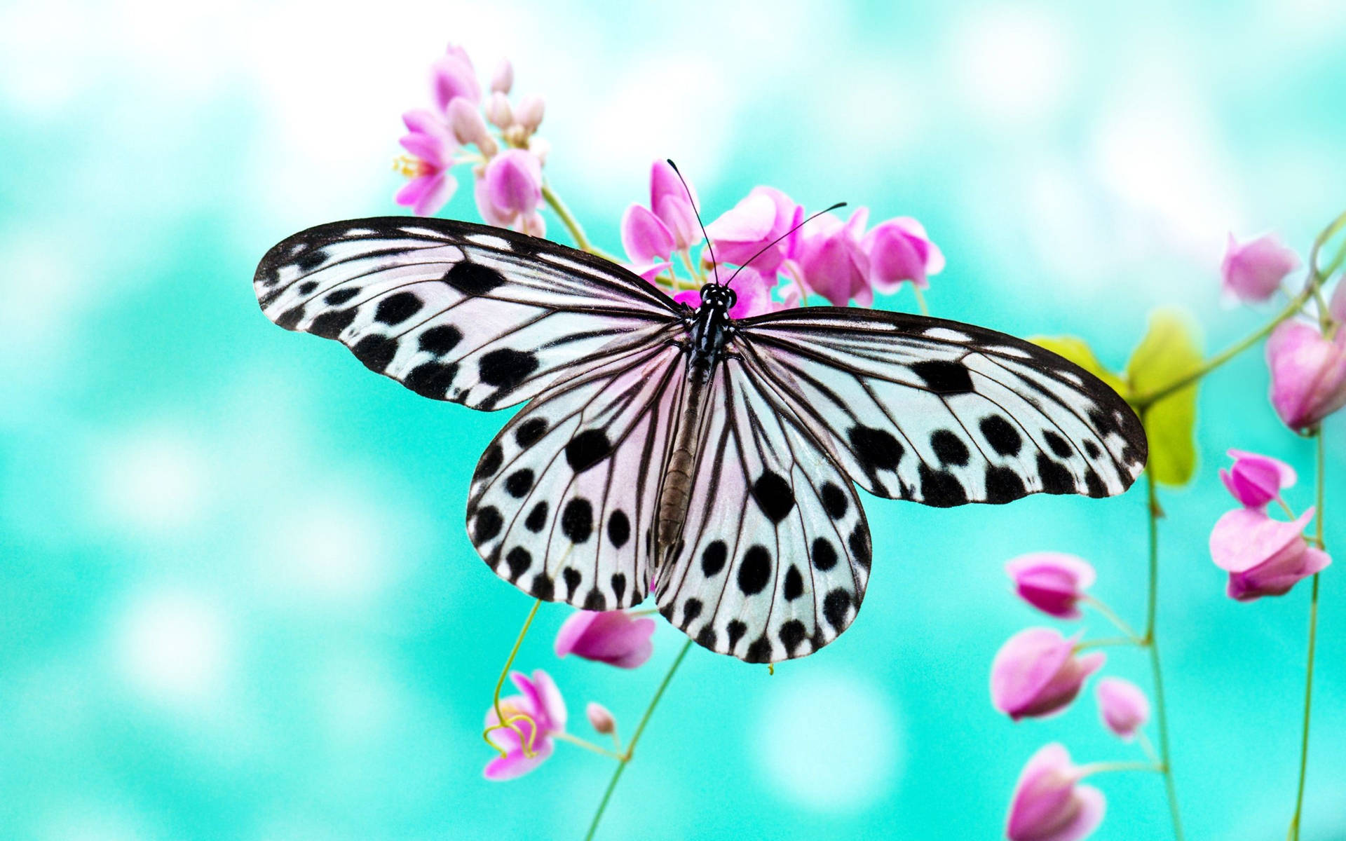 2560X1600 Butterfly Wallpaper and Background