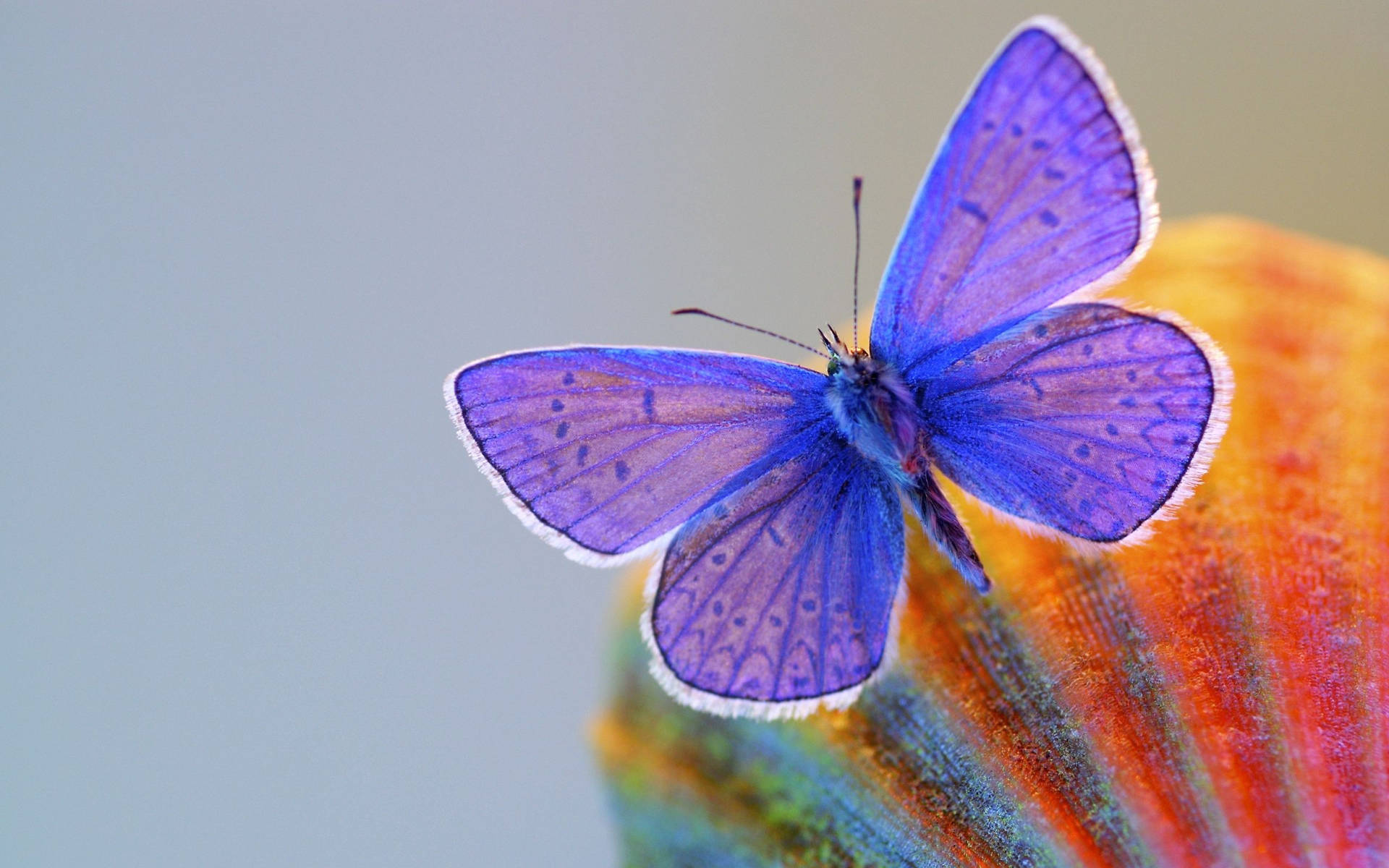 Butterfly 2560X1600 Wallpaper and Background Image