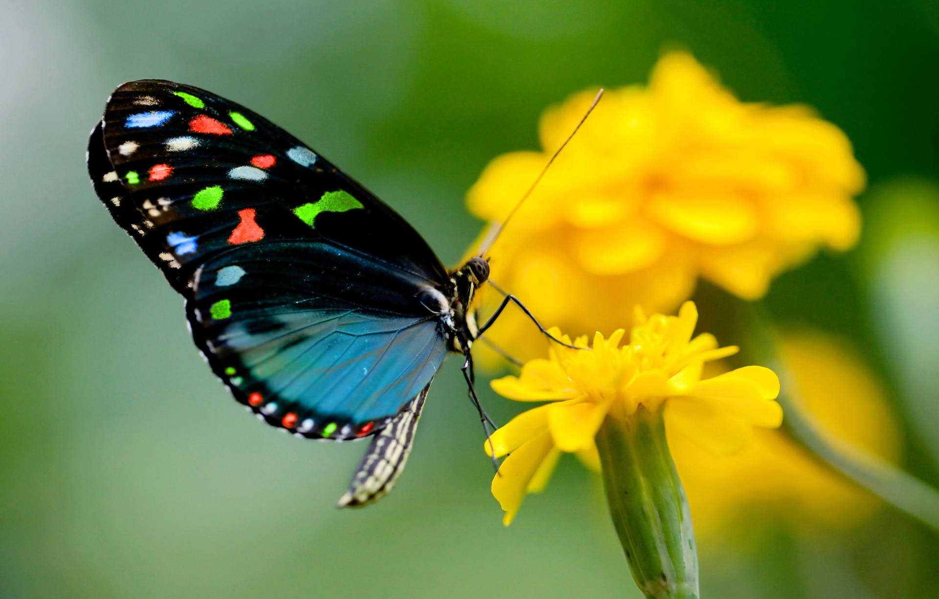 2728X1740 Butterfly Wallpaper and Background