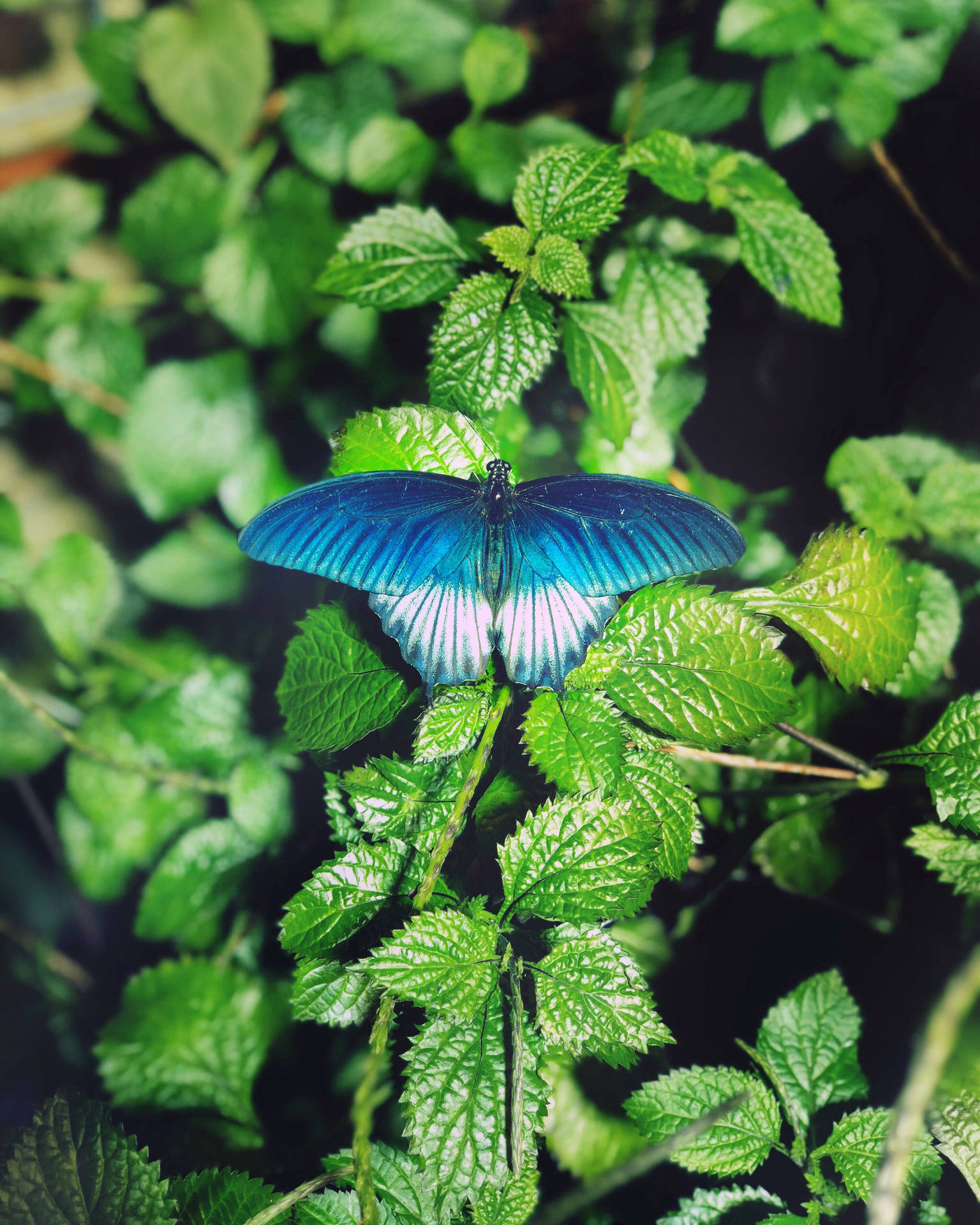 3024X3780 Butterfly Wallpaper and Background