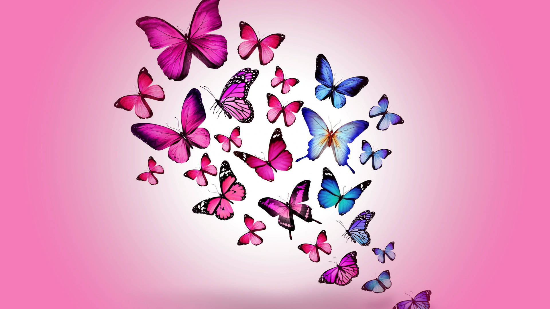 3840X2160 Butterfly Wallpaper and Background