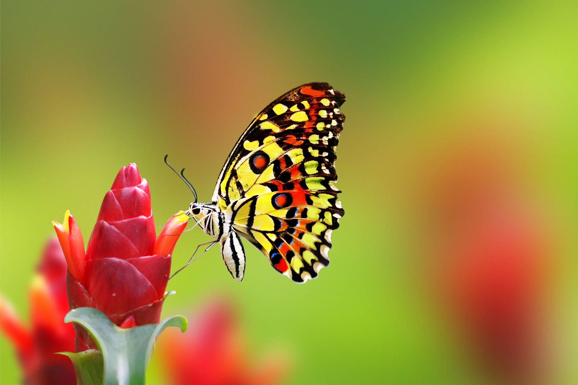 4096X2731 Butterfly Wallpaper and Background