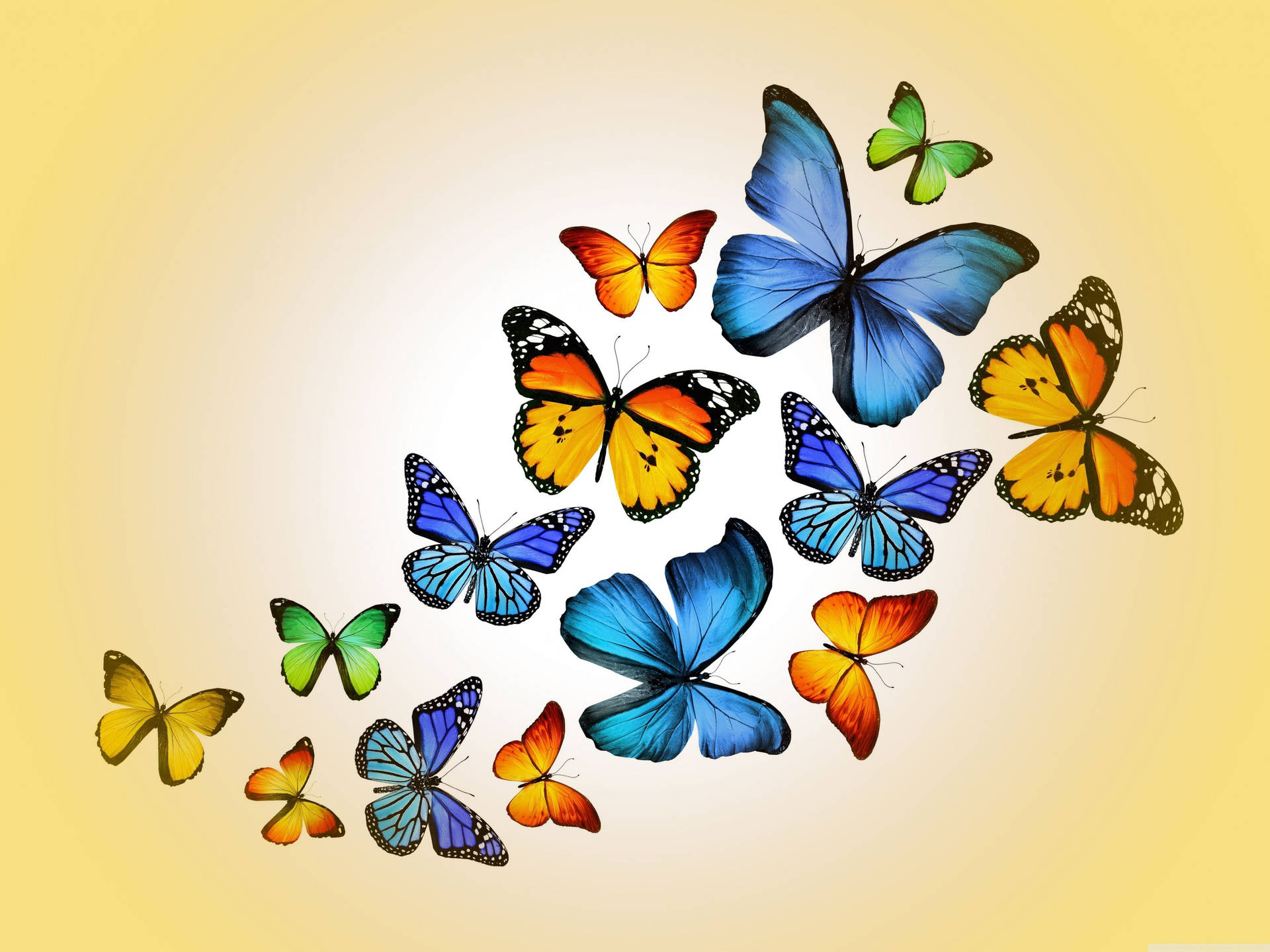 4096X3072 Butterfly Wallpaper and Background