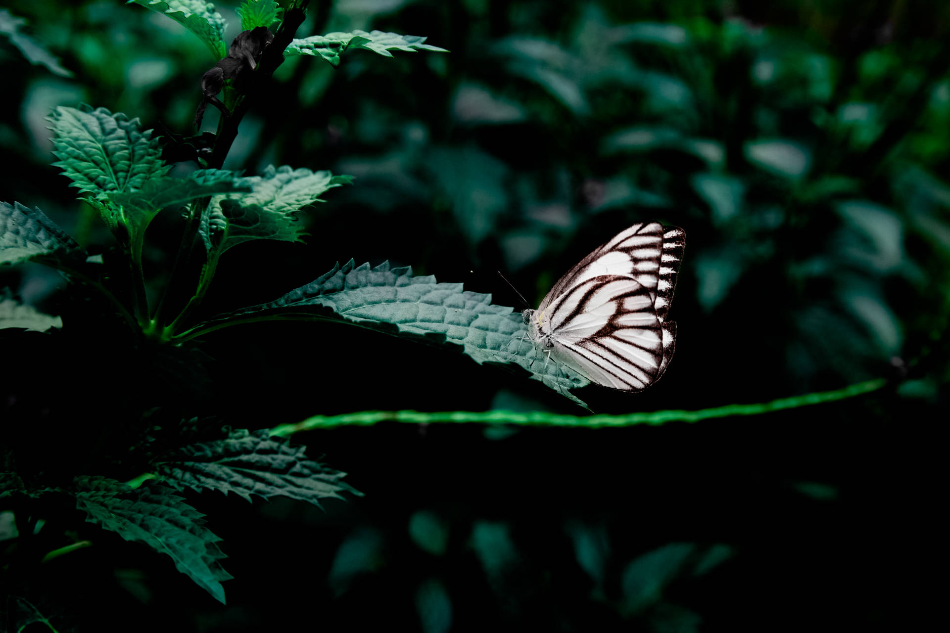 Butterfly 6480X4320 Wallpaper and Background Image