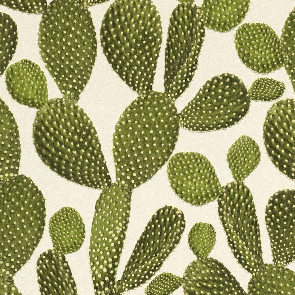 Cactus 1000X1000 Wallpaper and Background Image