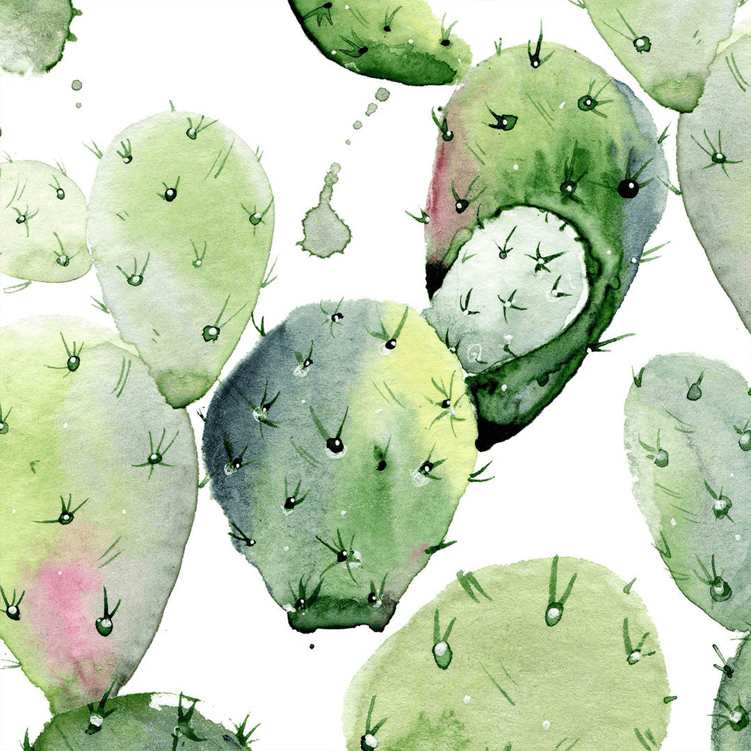 1080X1080 Cactus Wallpaper and Background