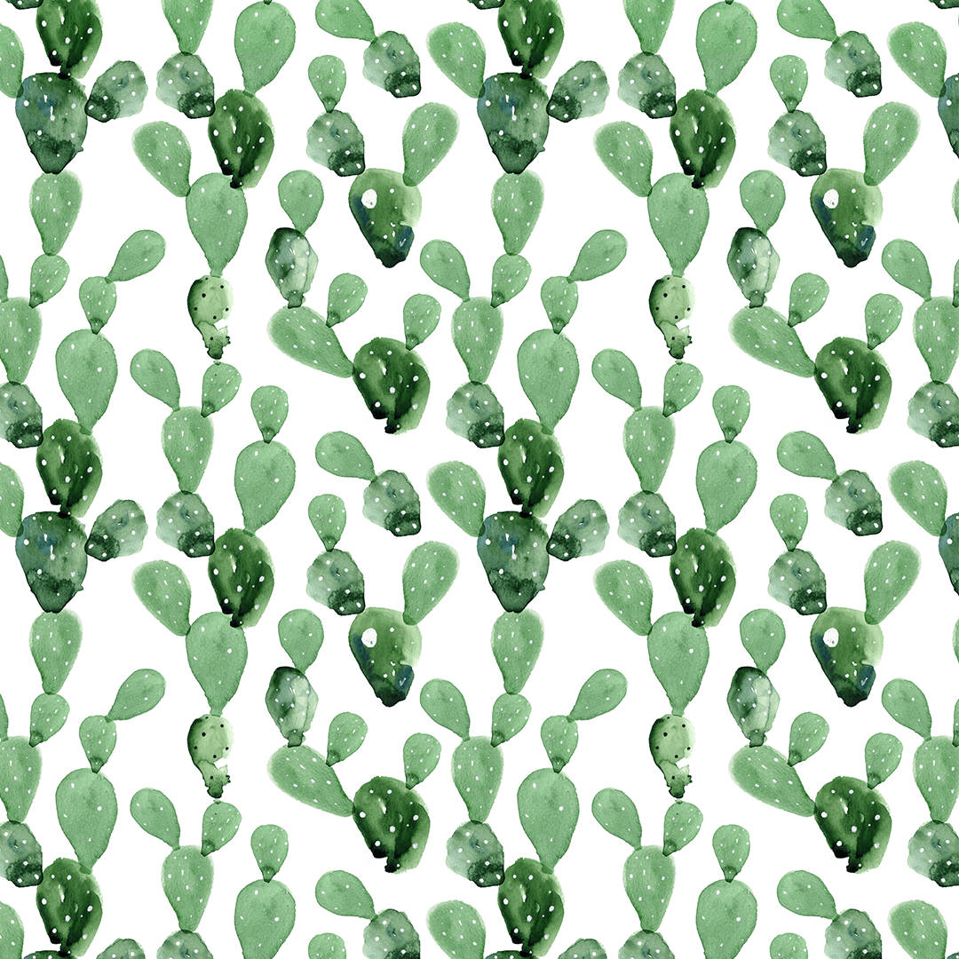 1080X1080 Cactus Wallpaper and Background