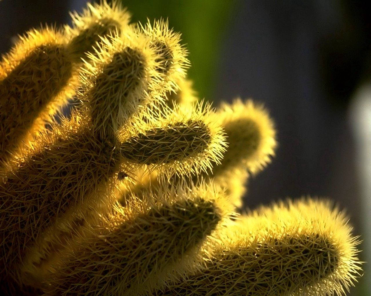 Cactus 1280X1024 Wallpaper and Background Image
