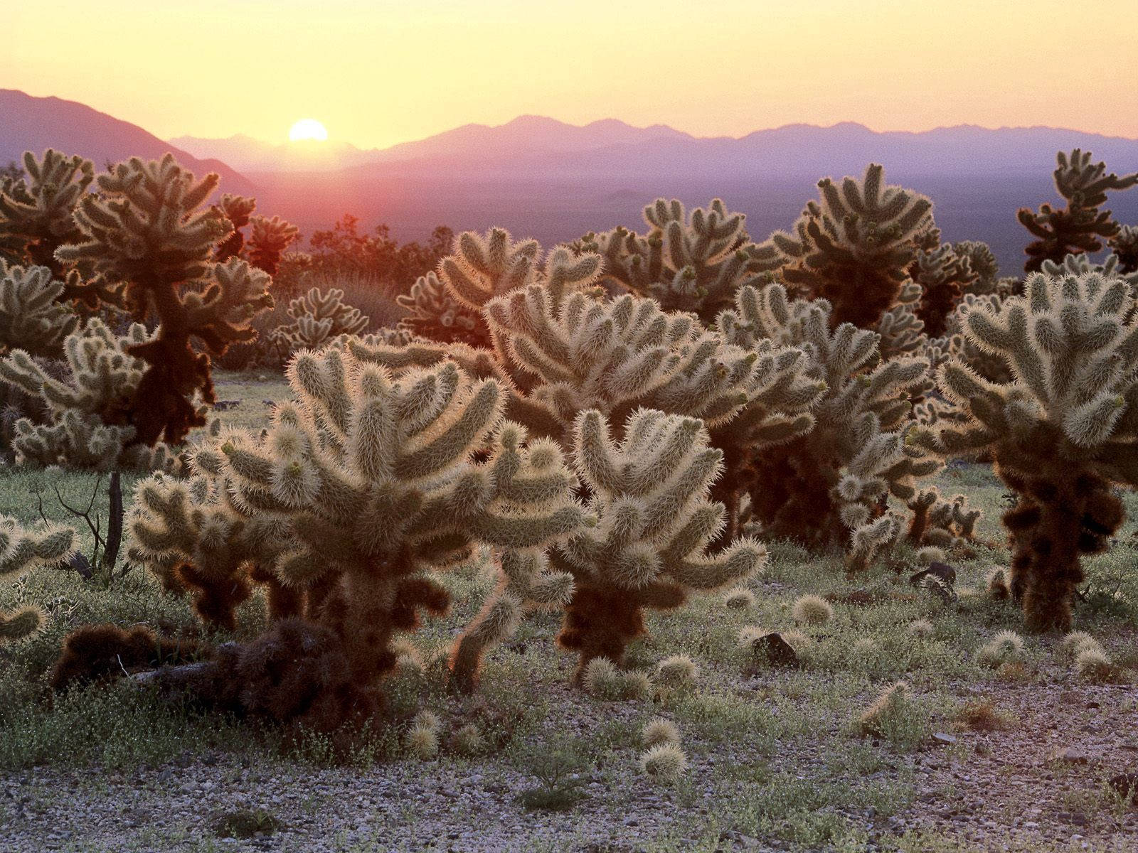 Cactus 1600X1200 Wallpaper and Background Image