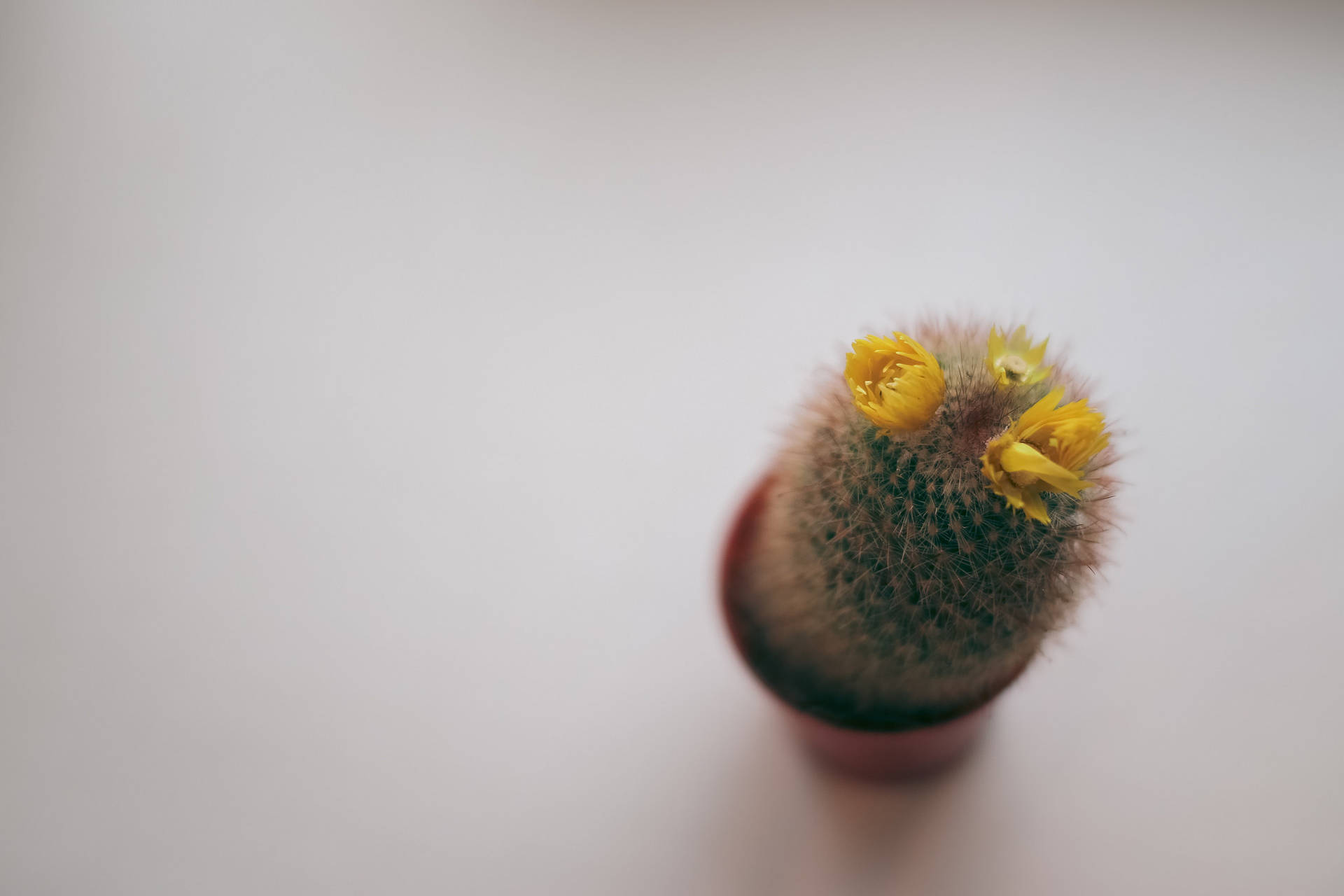 2048X1365 Cactus Wallpaper and Background
