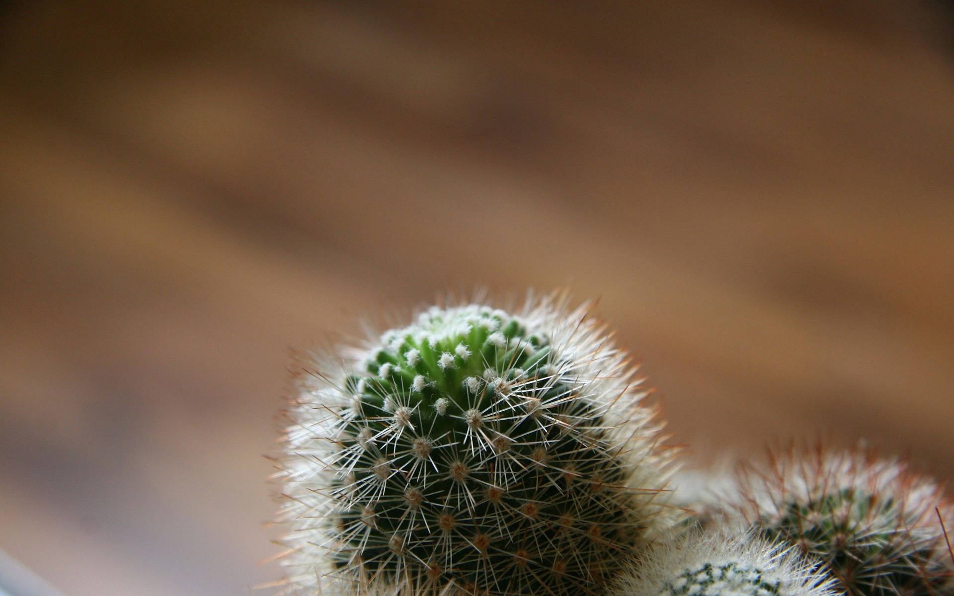2560X1600 Cactus Wallpaper and Background