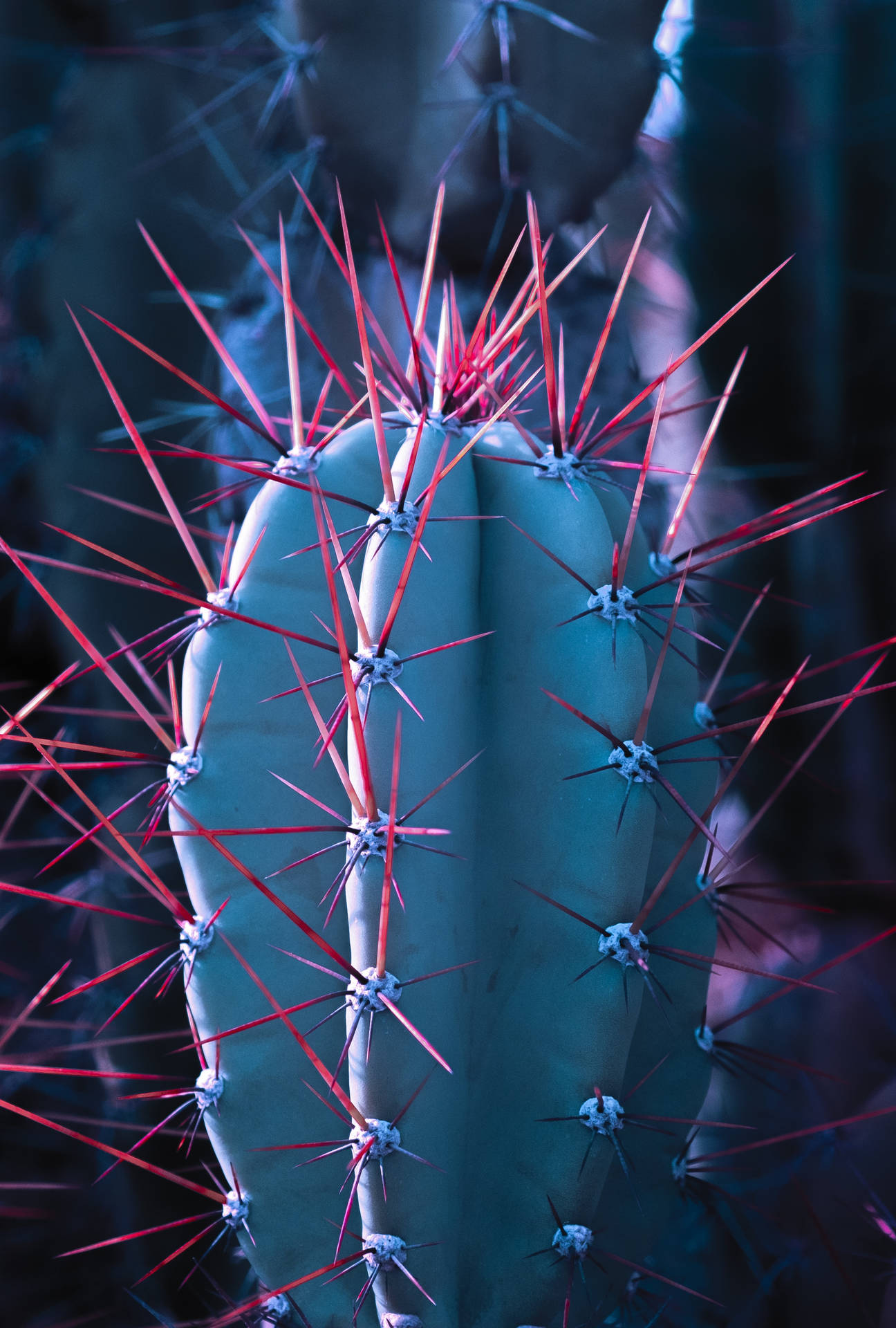 Cactus 2597X3847 Wallpaper and Background Image