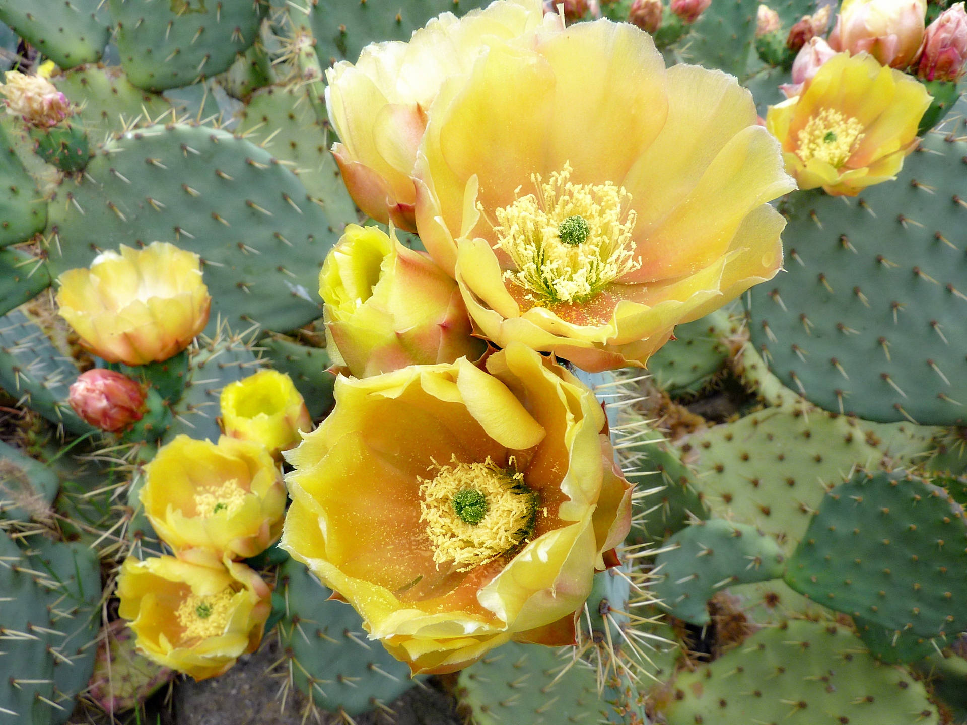 Cactus 3072X2304 Wallpaper and Background Image