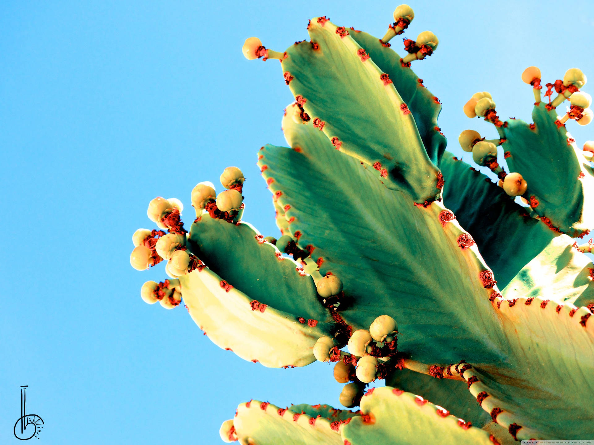 Cactus 3200X2400 Wallpaper and Background Image
